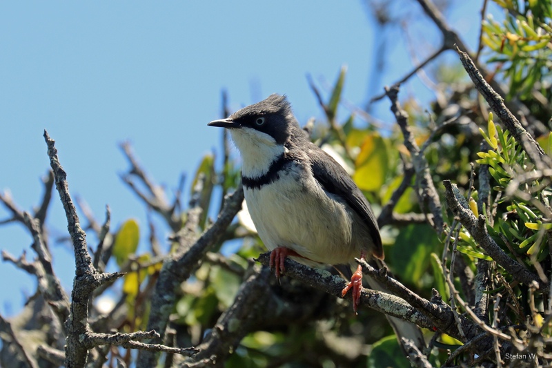 Bar-throated Apalis (Apalis thoracica)