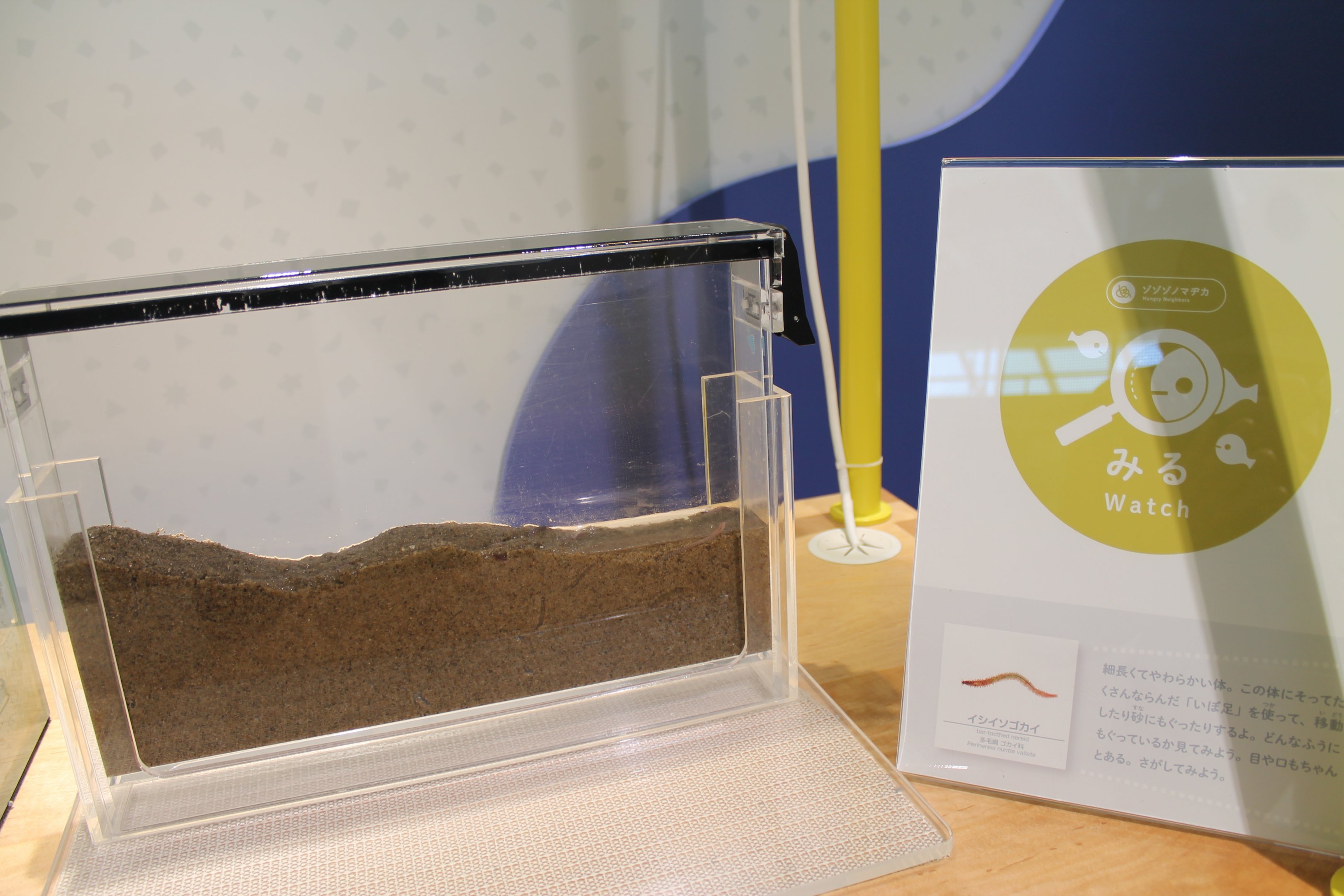 Bar-toothed Nereid display