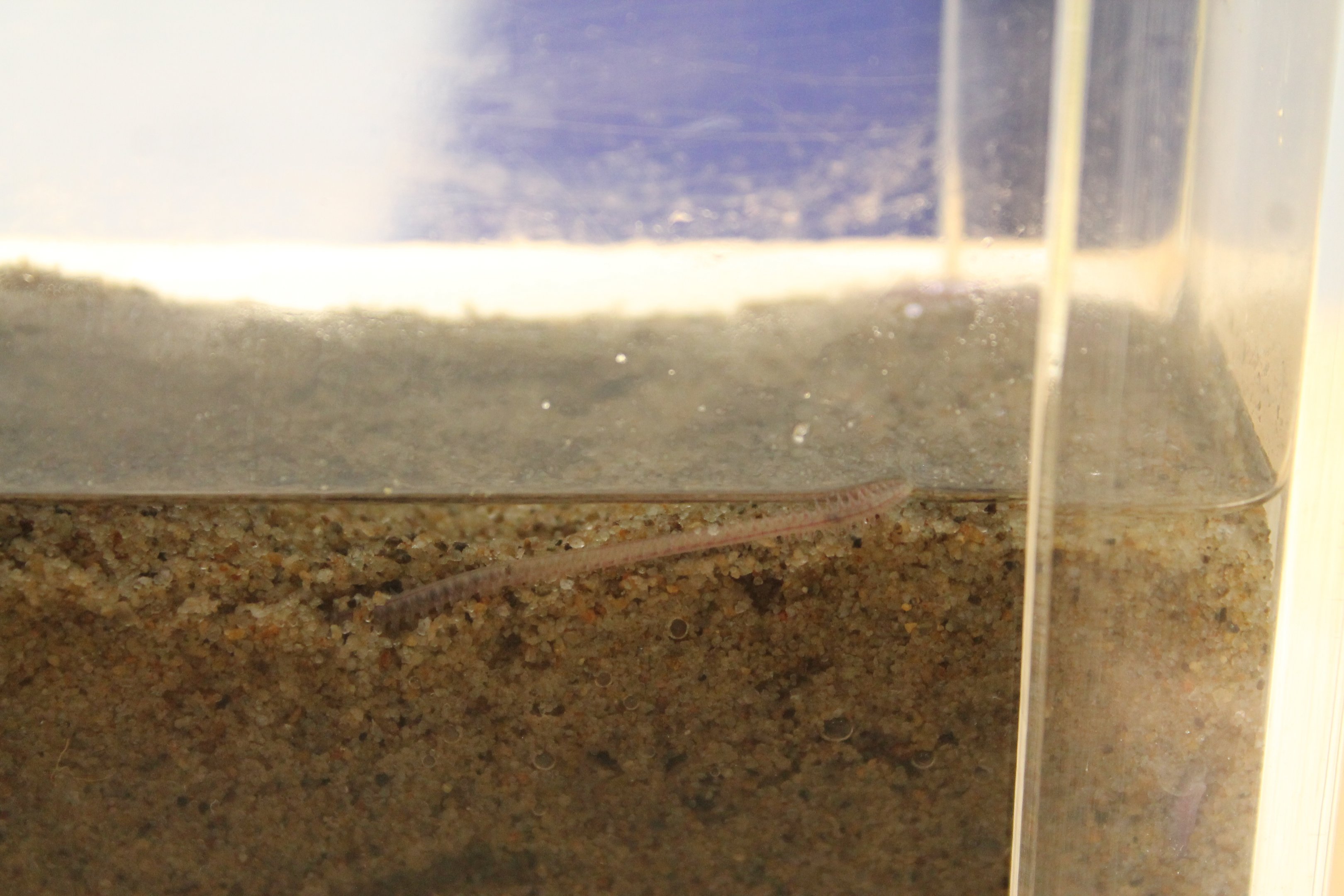 Bar-toothed Nereid (Perinereis nuntia vallata)