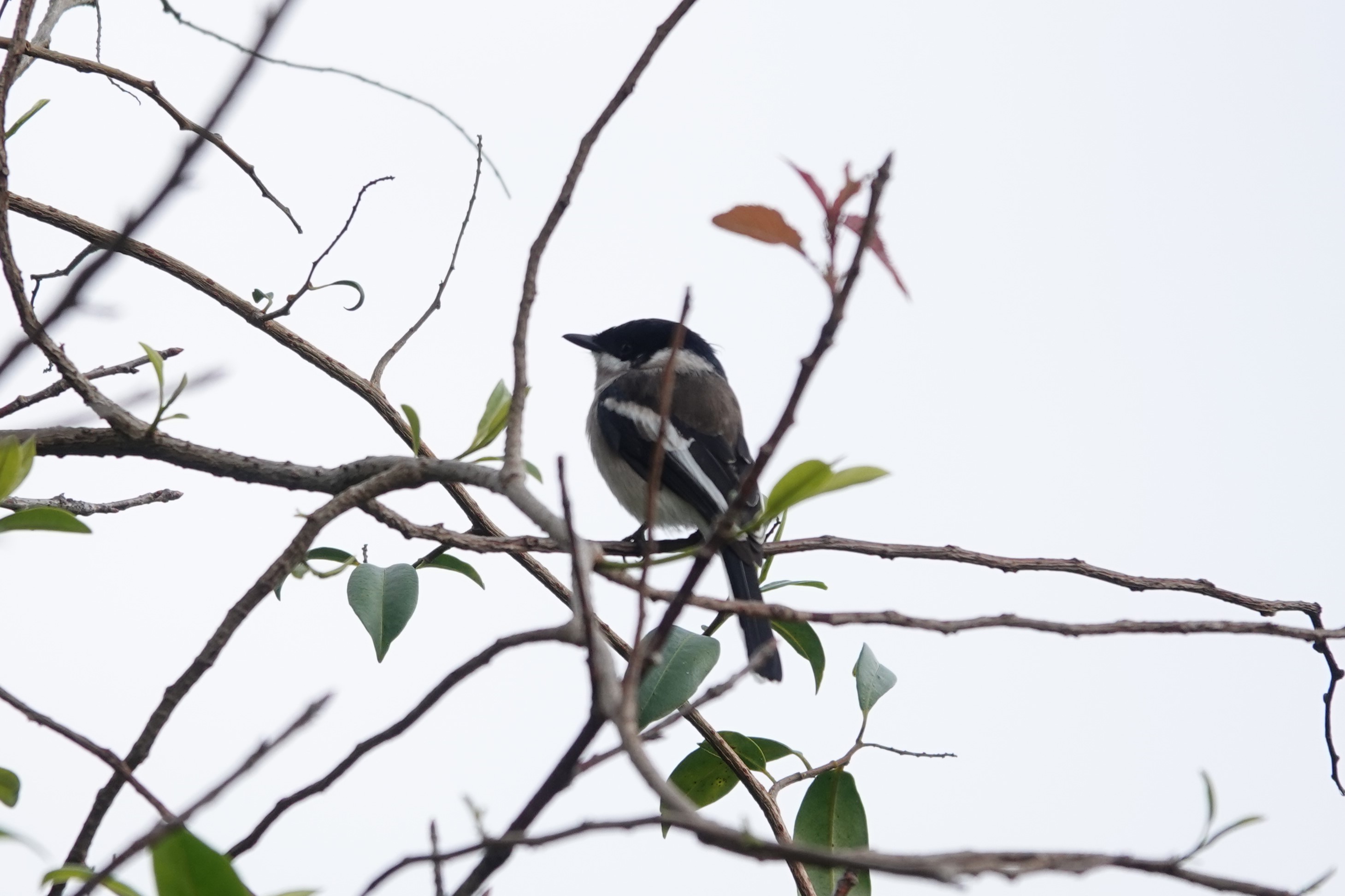 Bar-winged Flycatcher-shrike