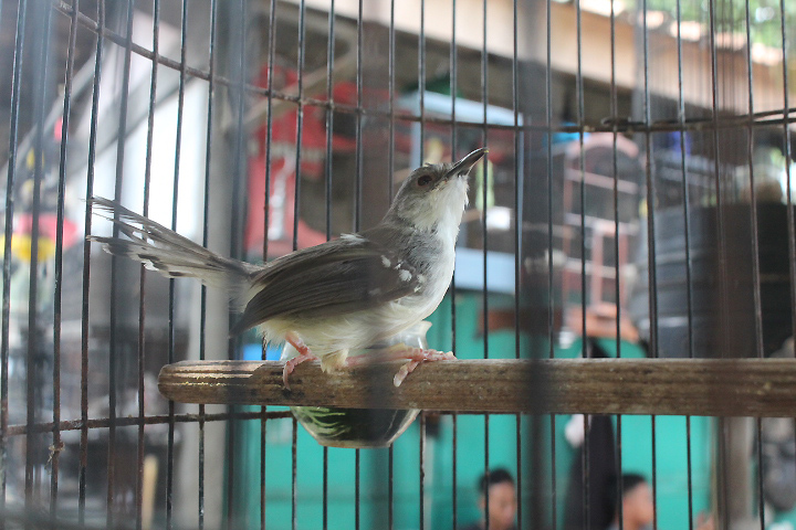 Bar-winged prinia (Prinia familiaris)
