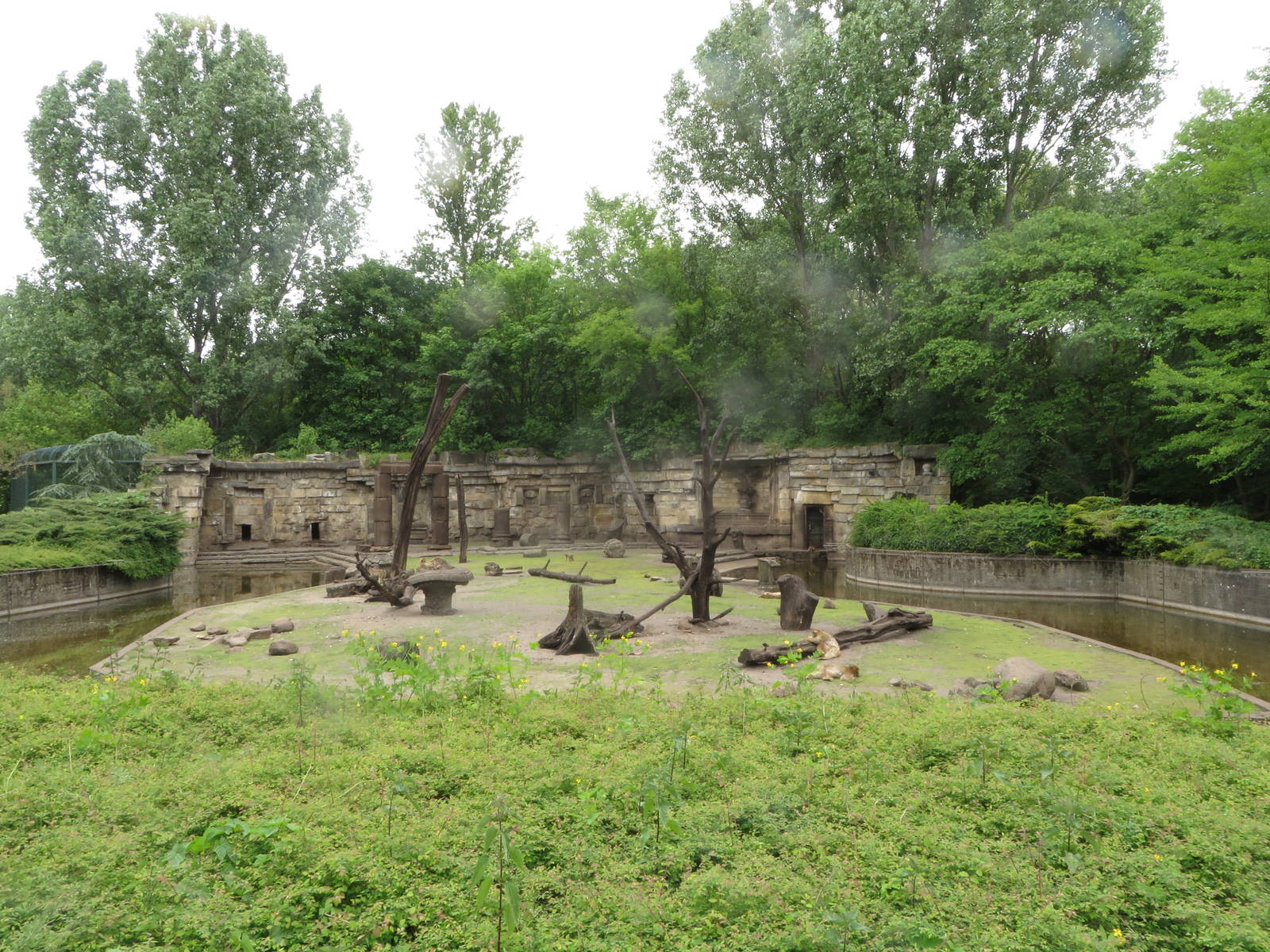 Barabary macaque enclosure