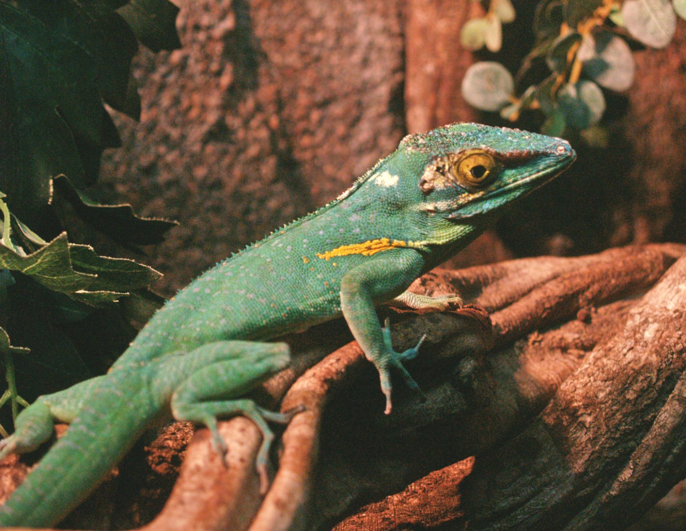 Baracoa anole (Anolis baracoae), 2009-04-14