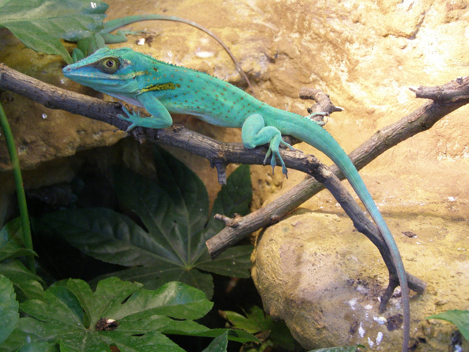 Baracoa anole (Anolis baracoae)