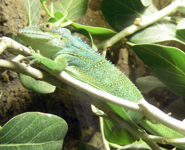 Baracoa Anole (Anolis baracoae)