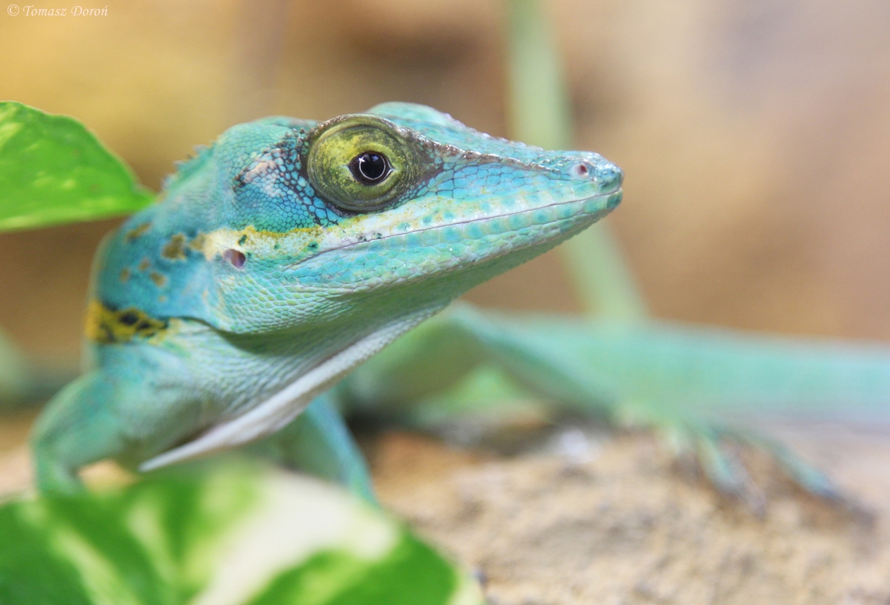 Baracoa Anole (Anolis baracoae)