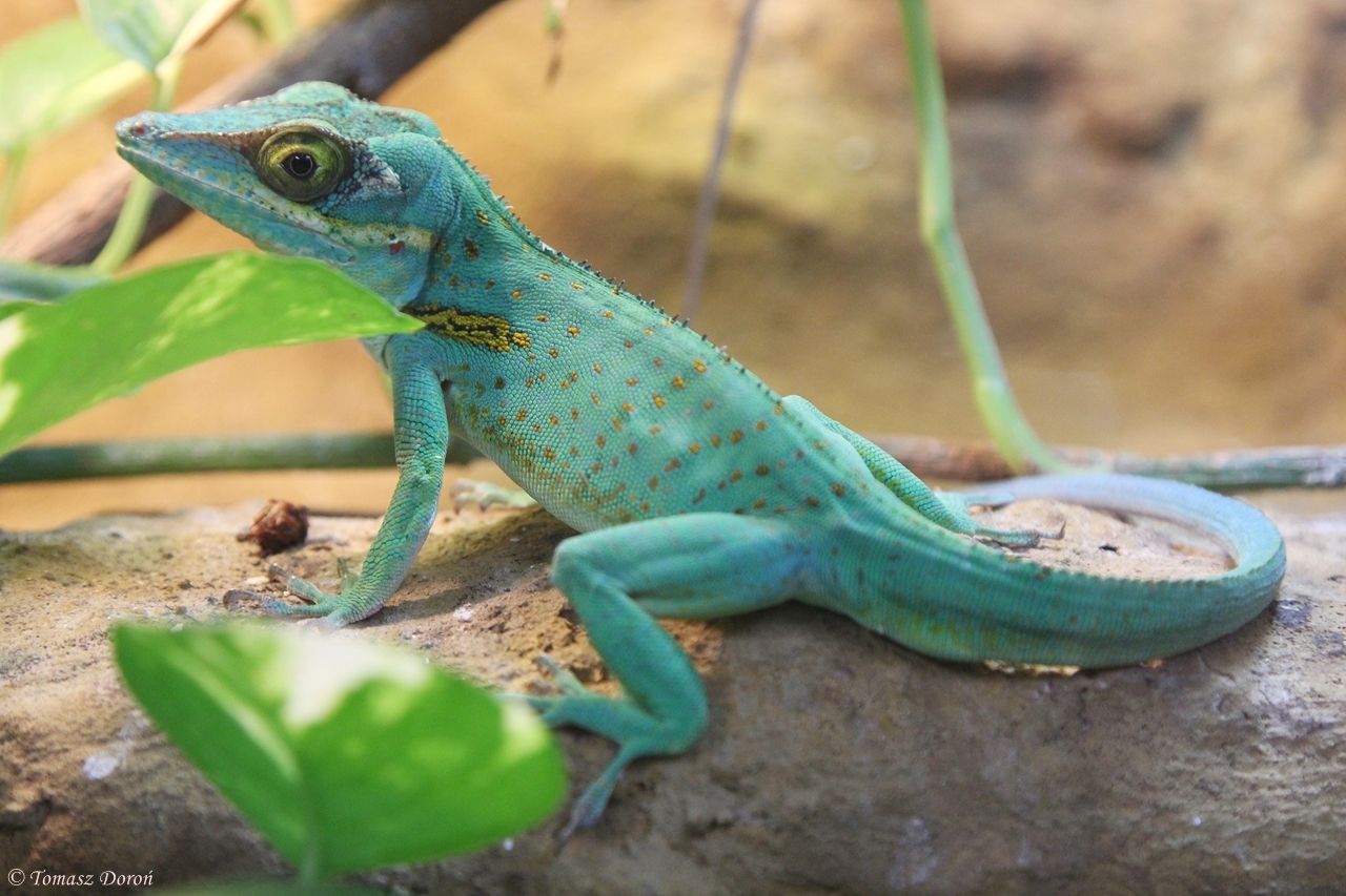 Baracoa Anole (Anolis baracoae)