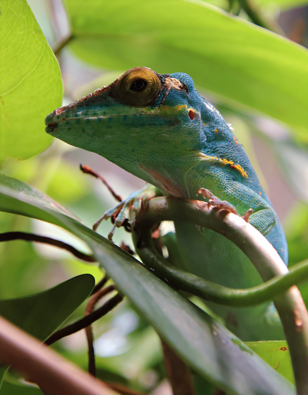 Baracoa anole (Anolis baracoae)
