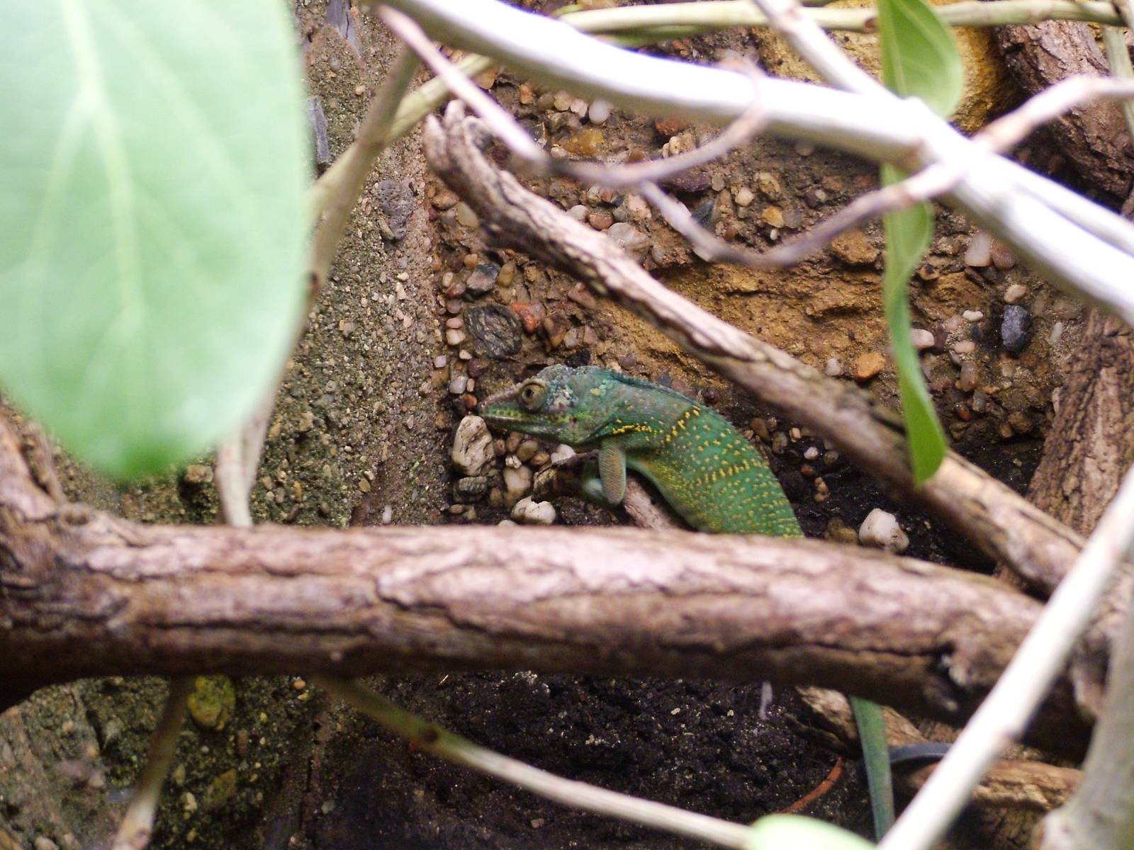 Baracoa Anole at Prague, 25/08/12