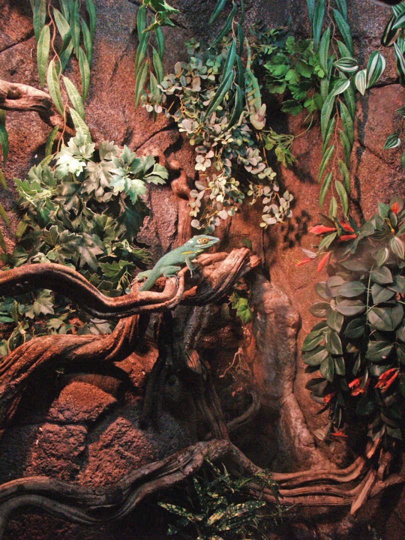 Baracoa anole terrarium, 2009-04-14