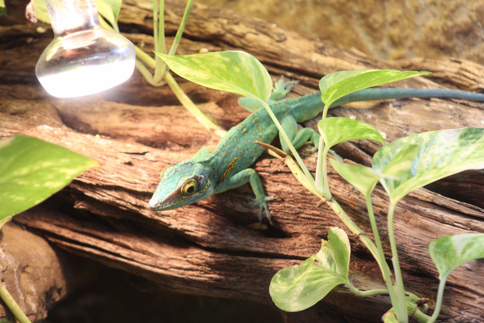 Baracoa Anole