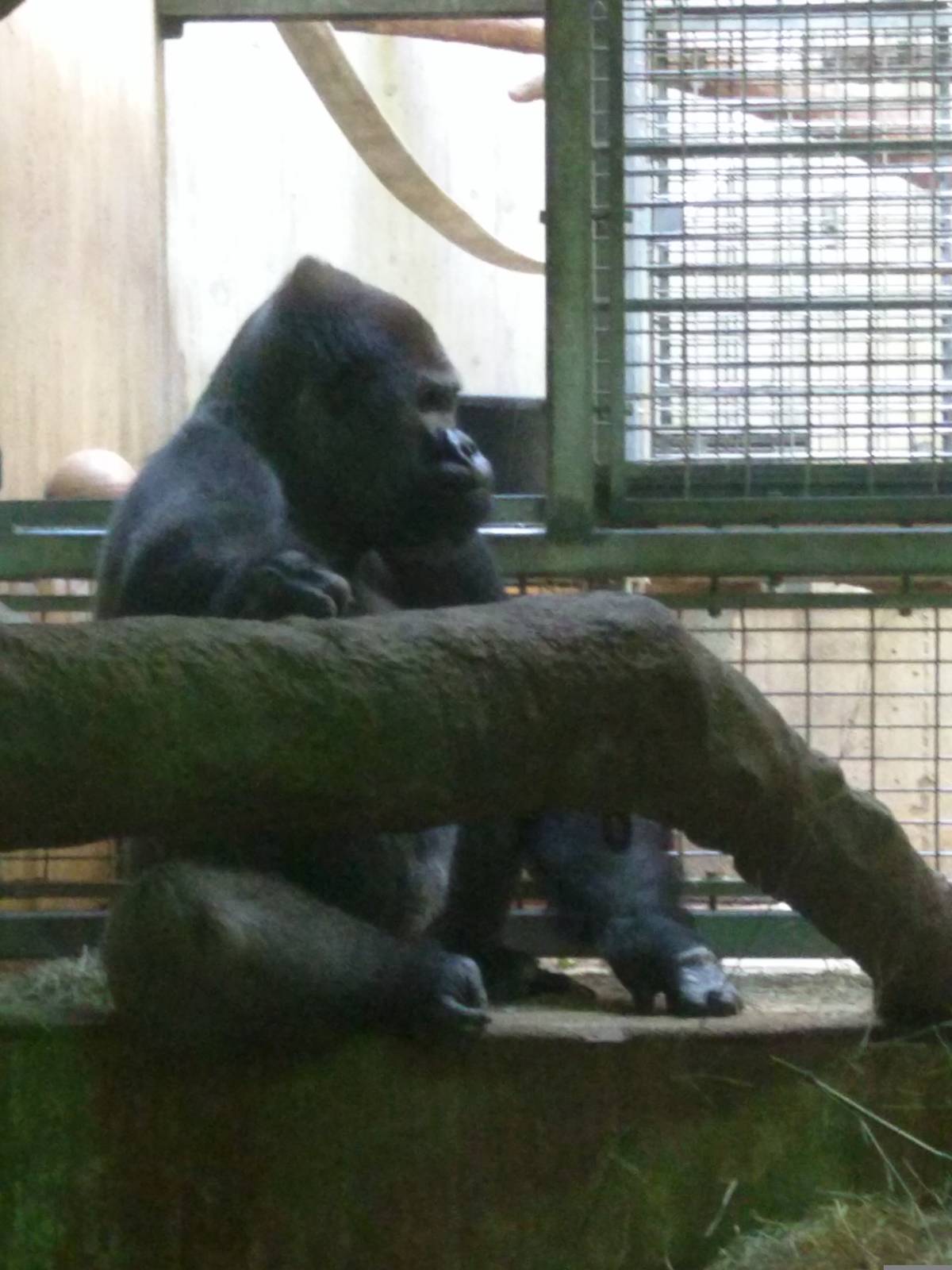 Baraka the silverback western lowland gorilla