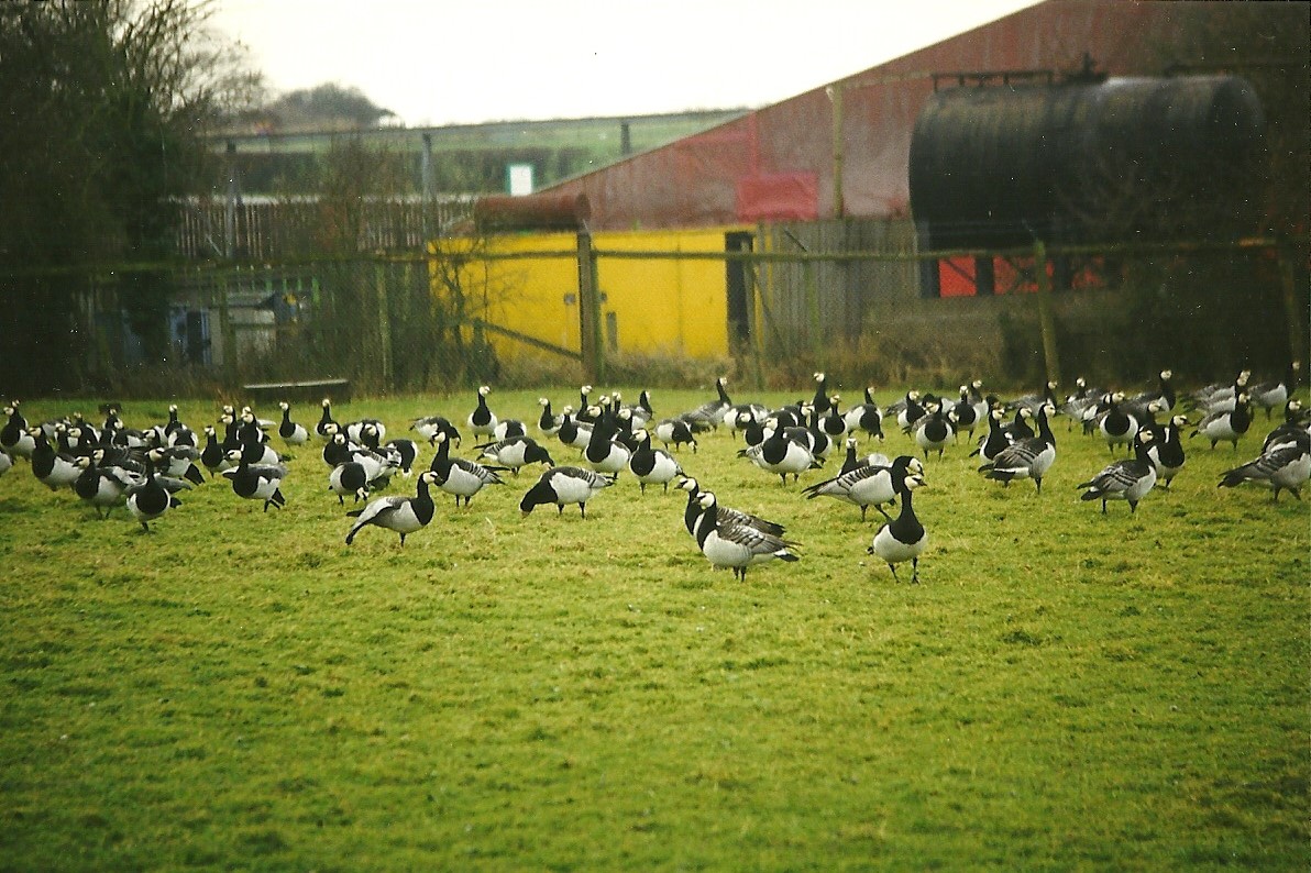 Baranacle Geese 29th December 1998