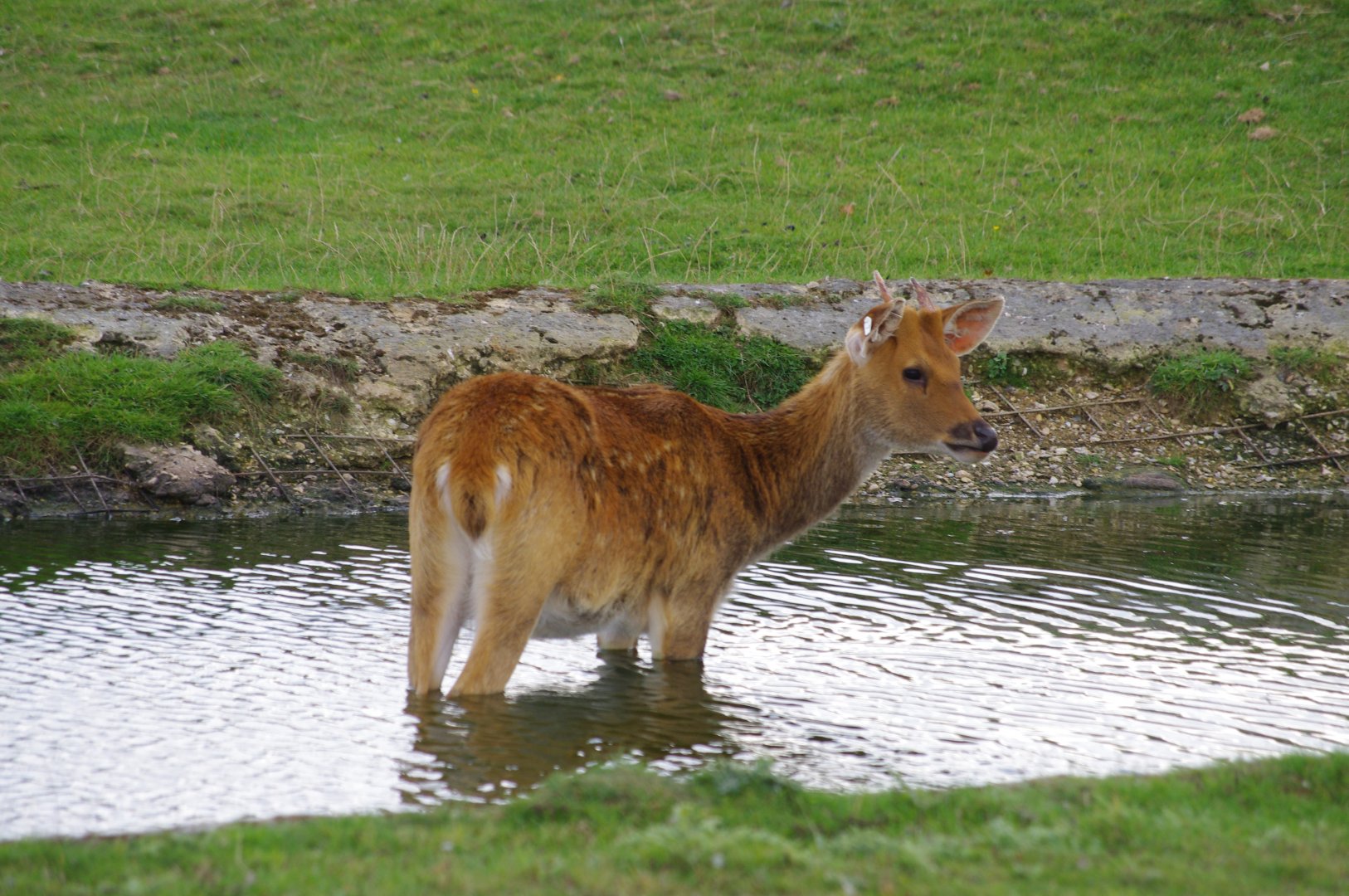 Barashinga- 21/9/2024