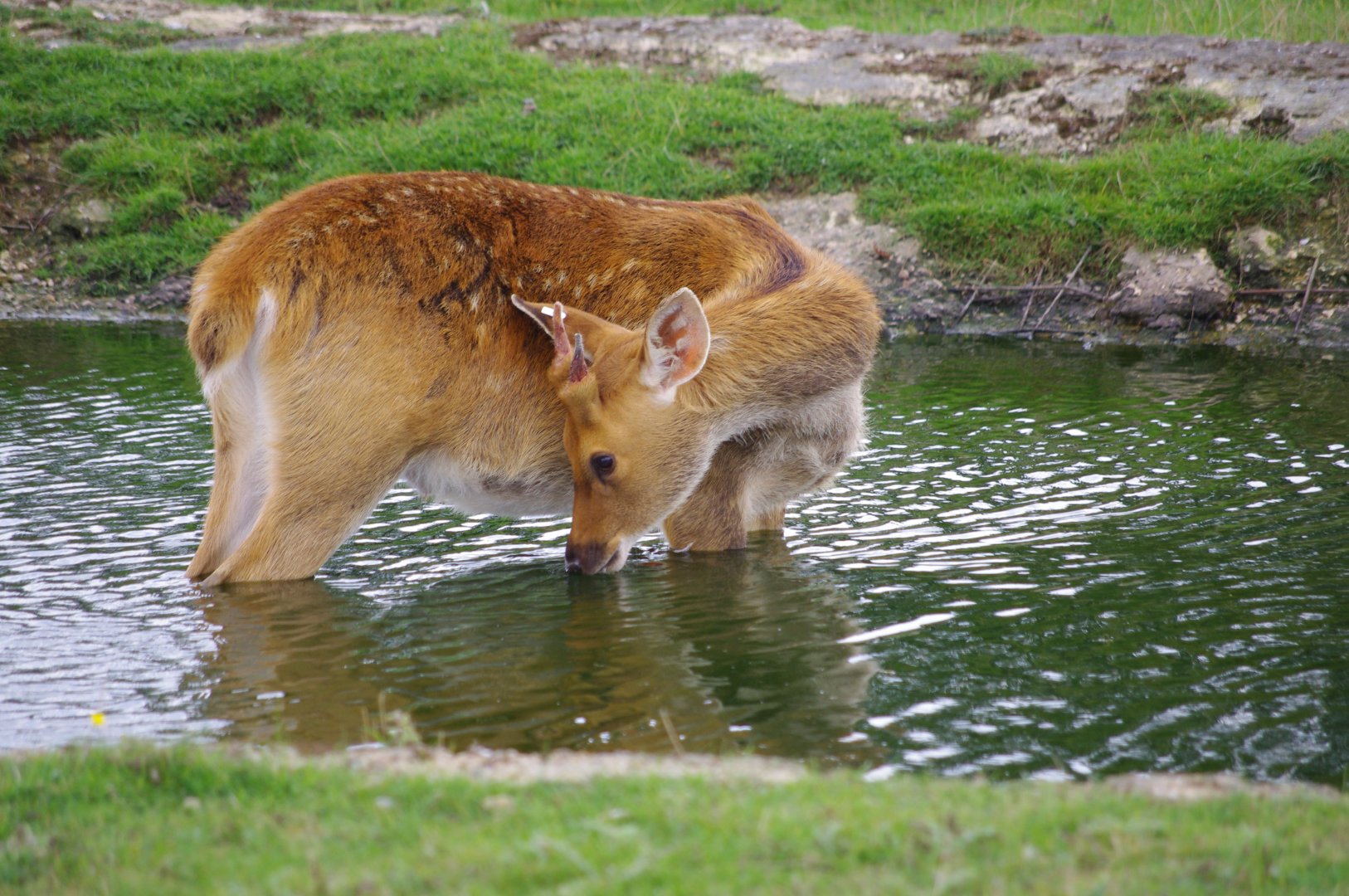 Barashinga- 21/9/2024