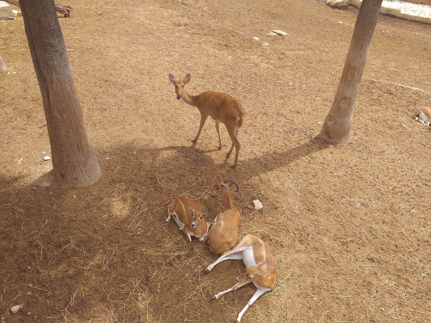 Barashinga and Blackbucks -TerraNatura Benidorm (2021)