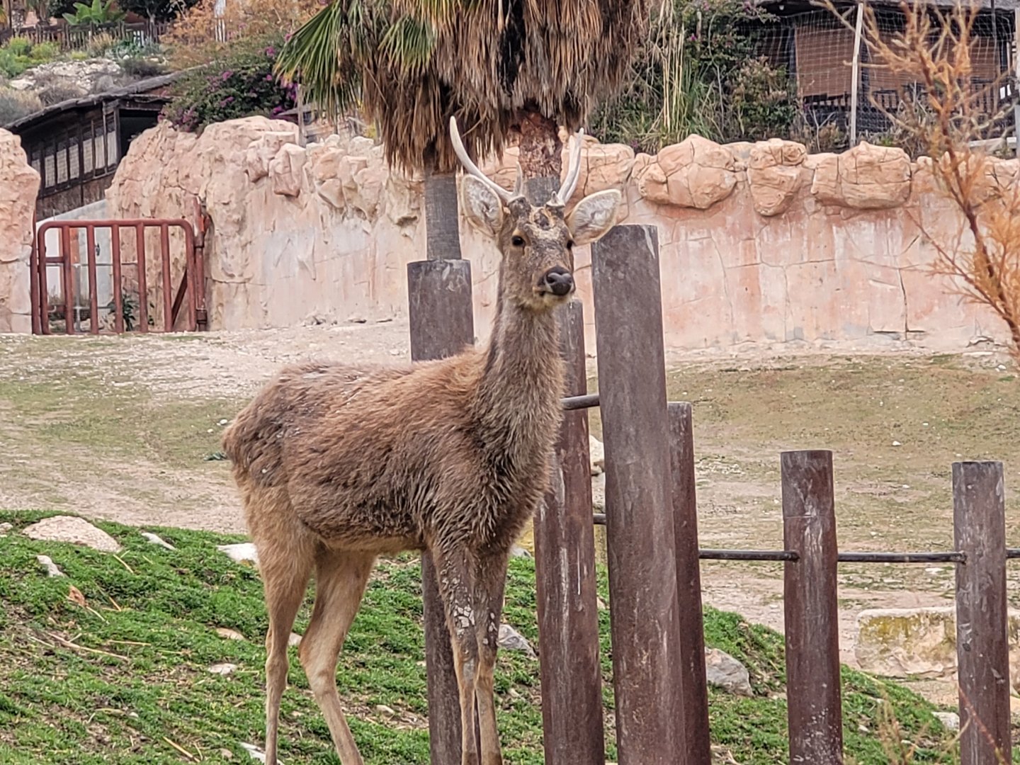 Barashinga -TerraNatura Benidorm (2022)