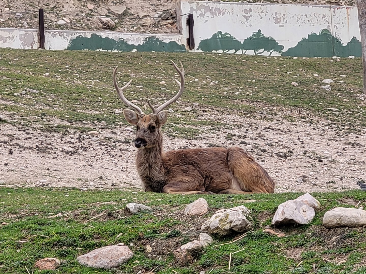 Barashinga -TerraNatura Benidorm (2022)