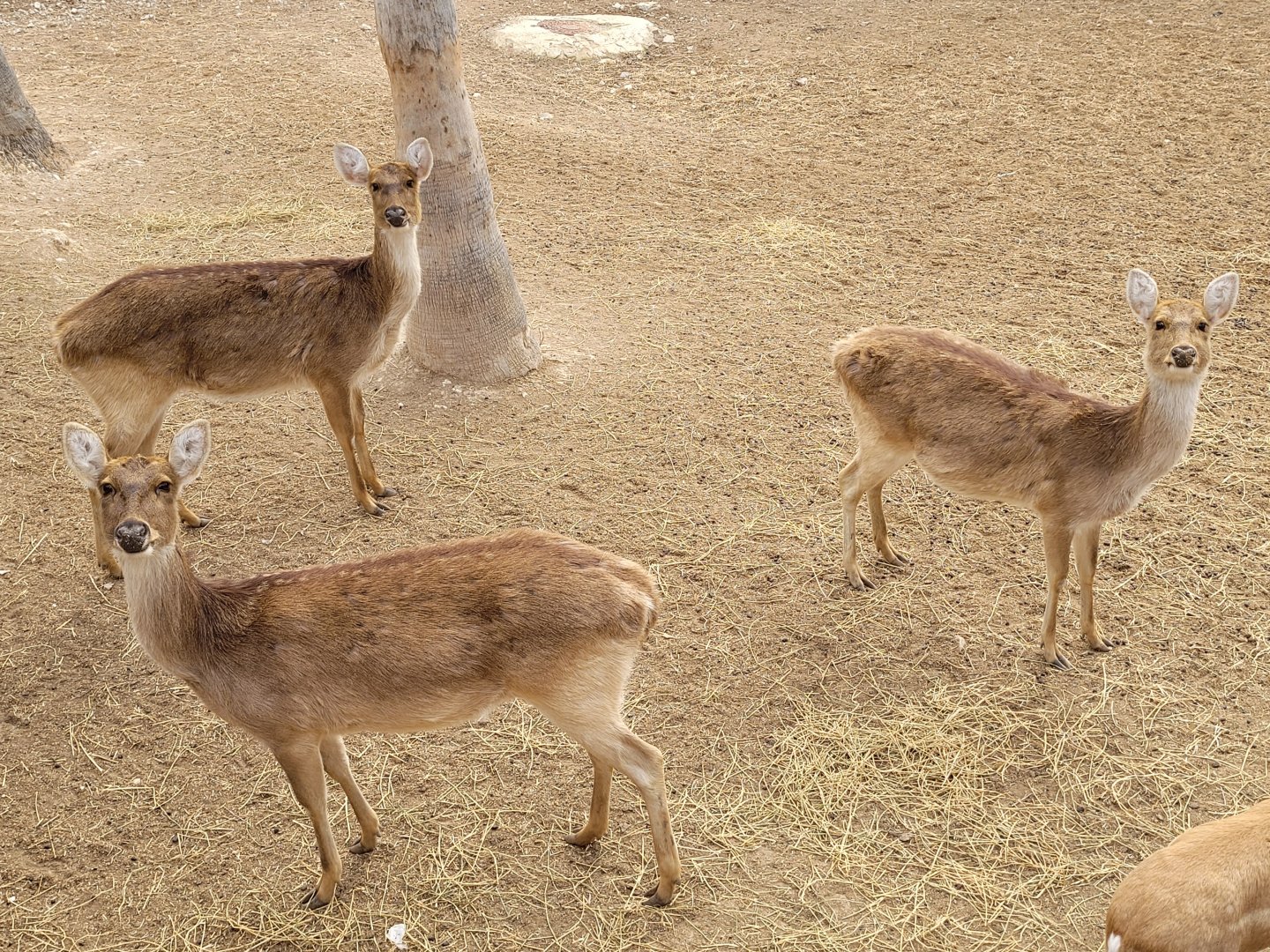 Barashinga -TerraNatura Benidorm (2022)