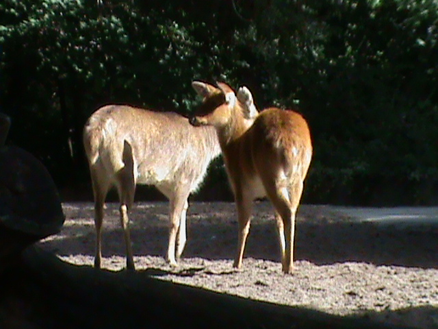 barasingha 030910