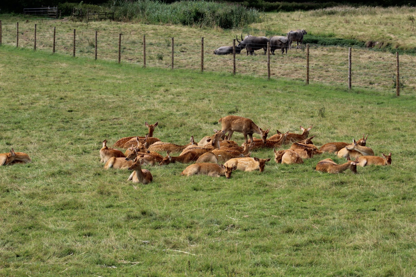 Barasingha and Asian Water Buffalo