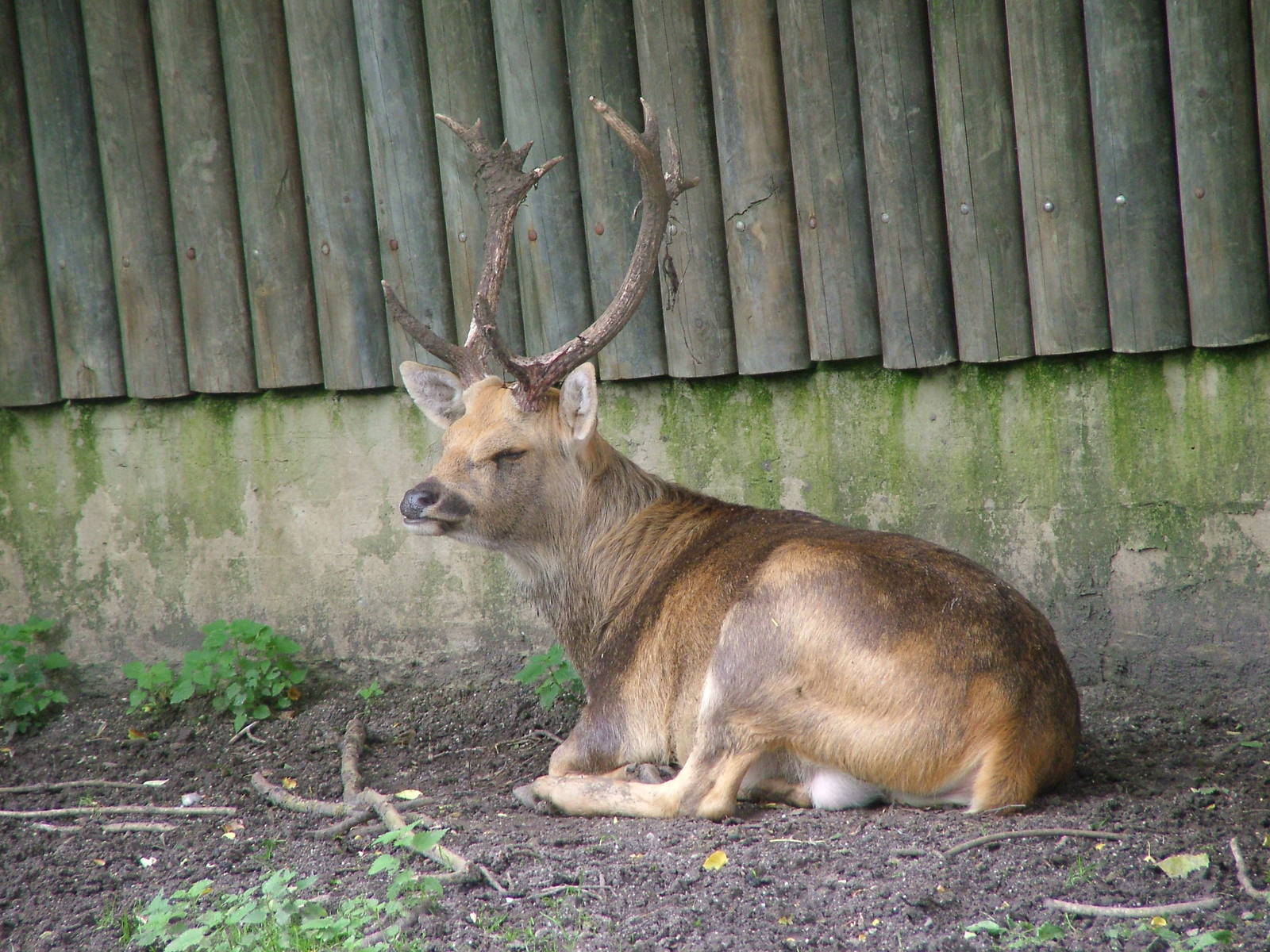 Barasingha at Augsburg 03/09/06