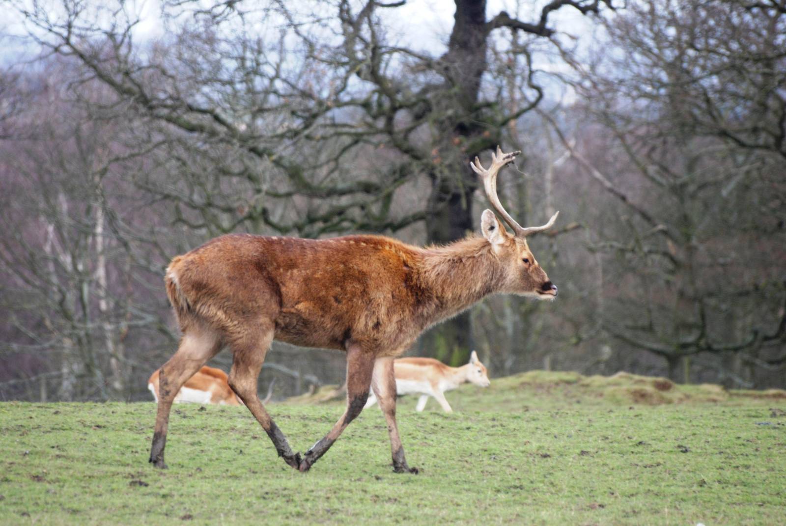 Barasingha at Knowsley, 01/02/15