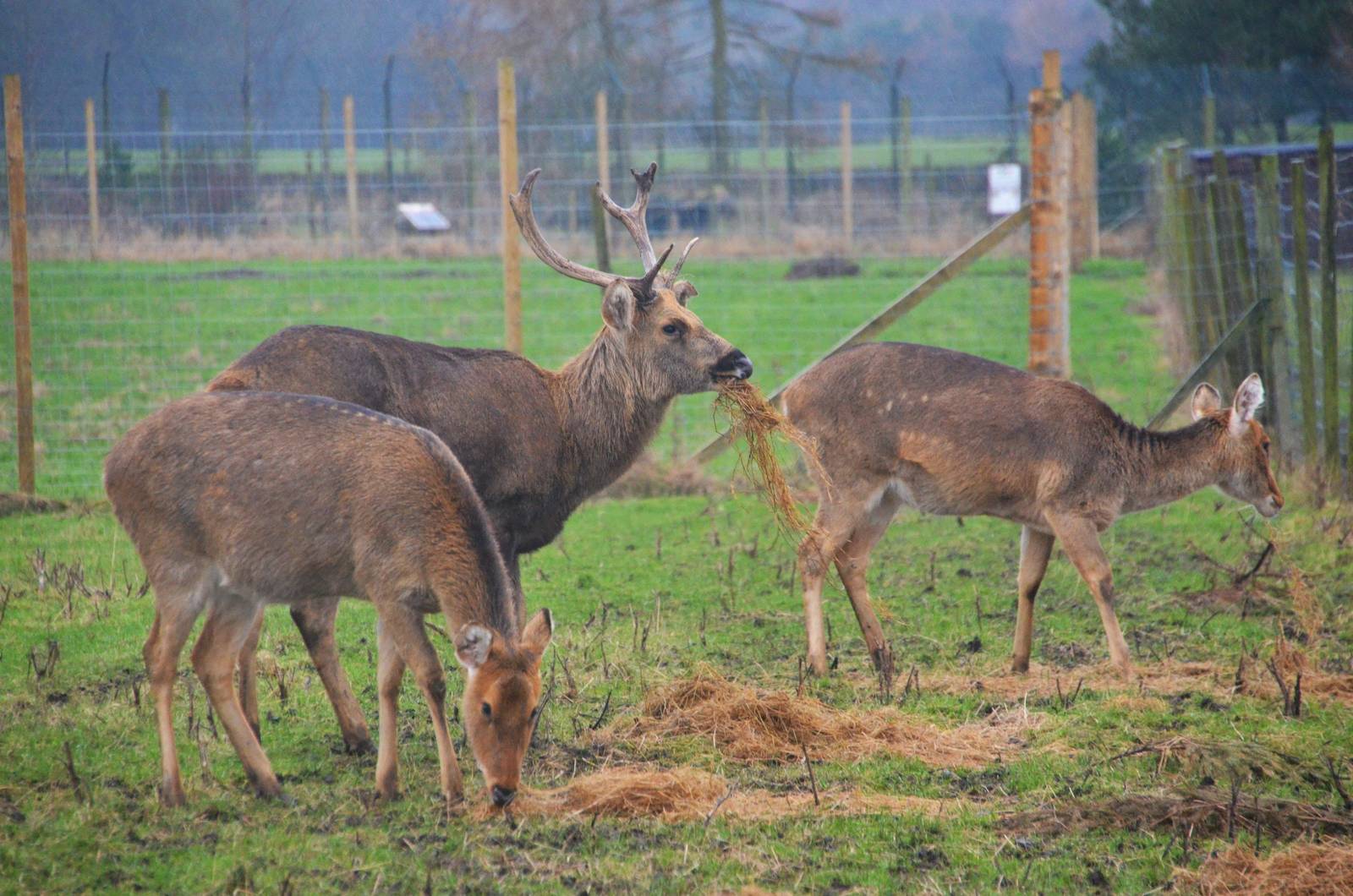Barasingha at the Scottish Deer Centre, 06/02/16