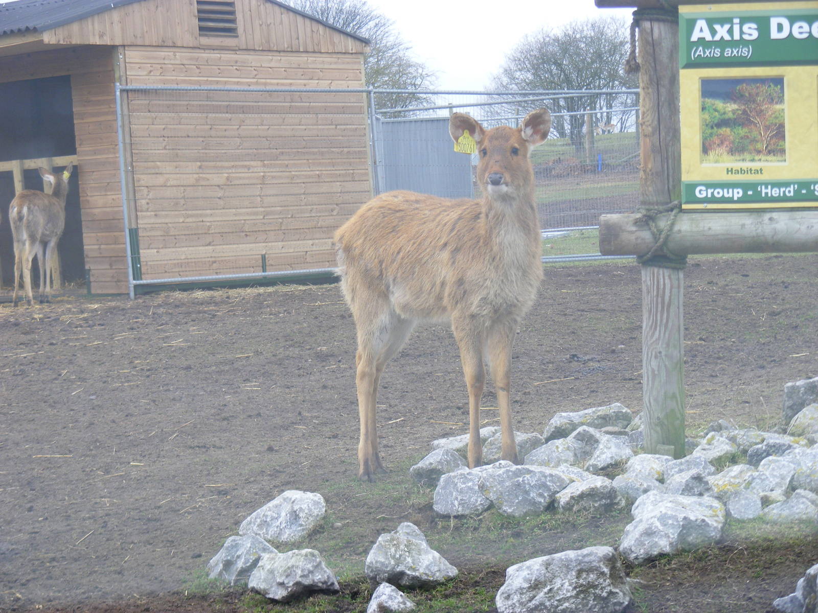 Barasingha at West Midland Safari Park, 13 February 2010