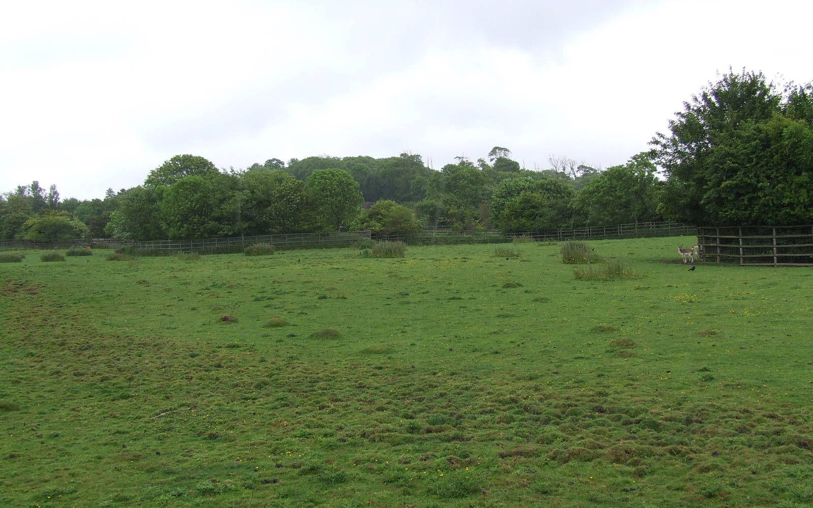 Barasingha & Blackbuck