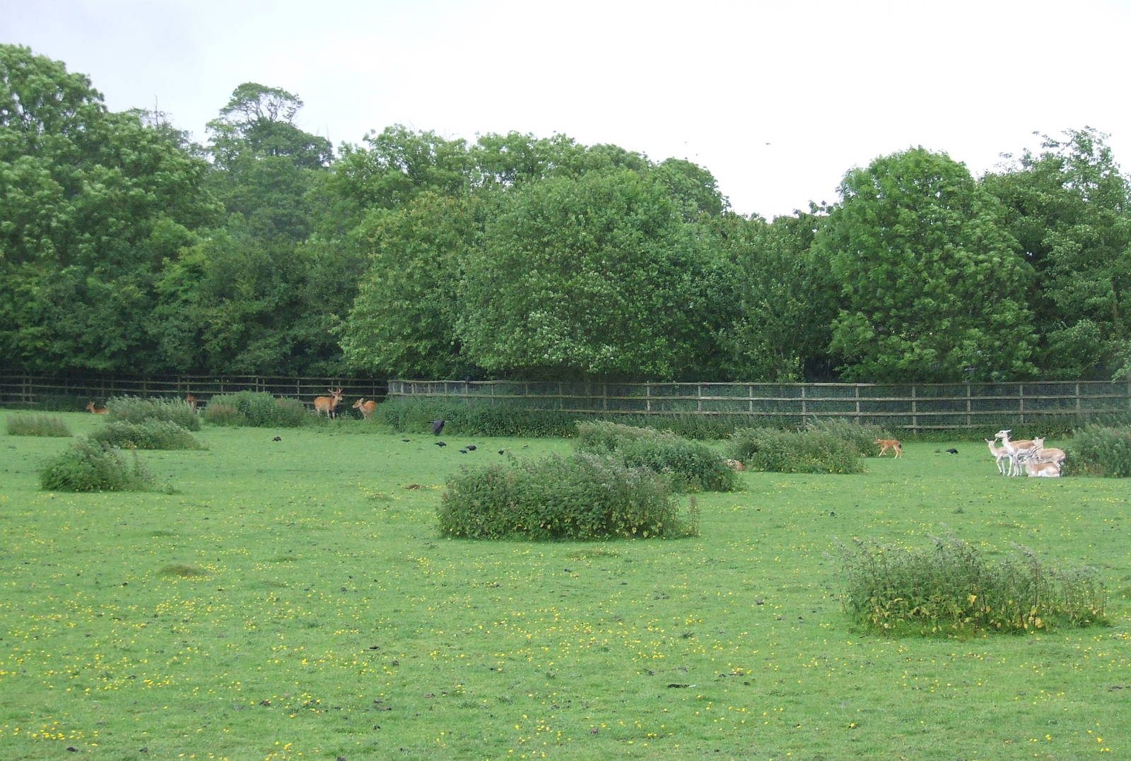 Barasingha & Blackbuck