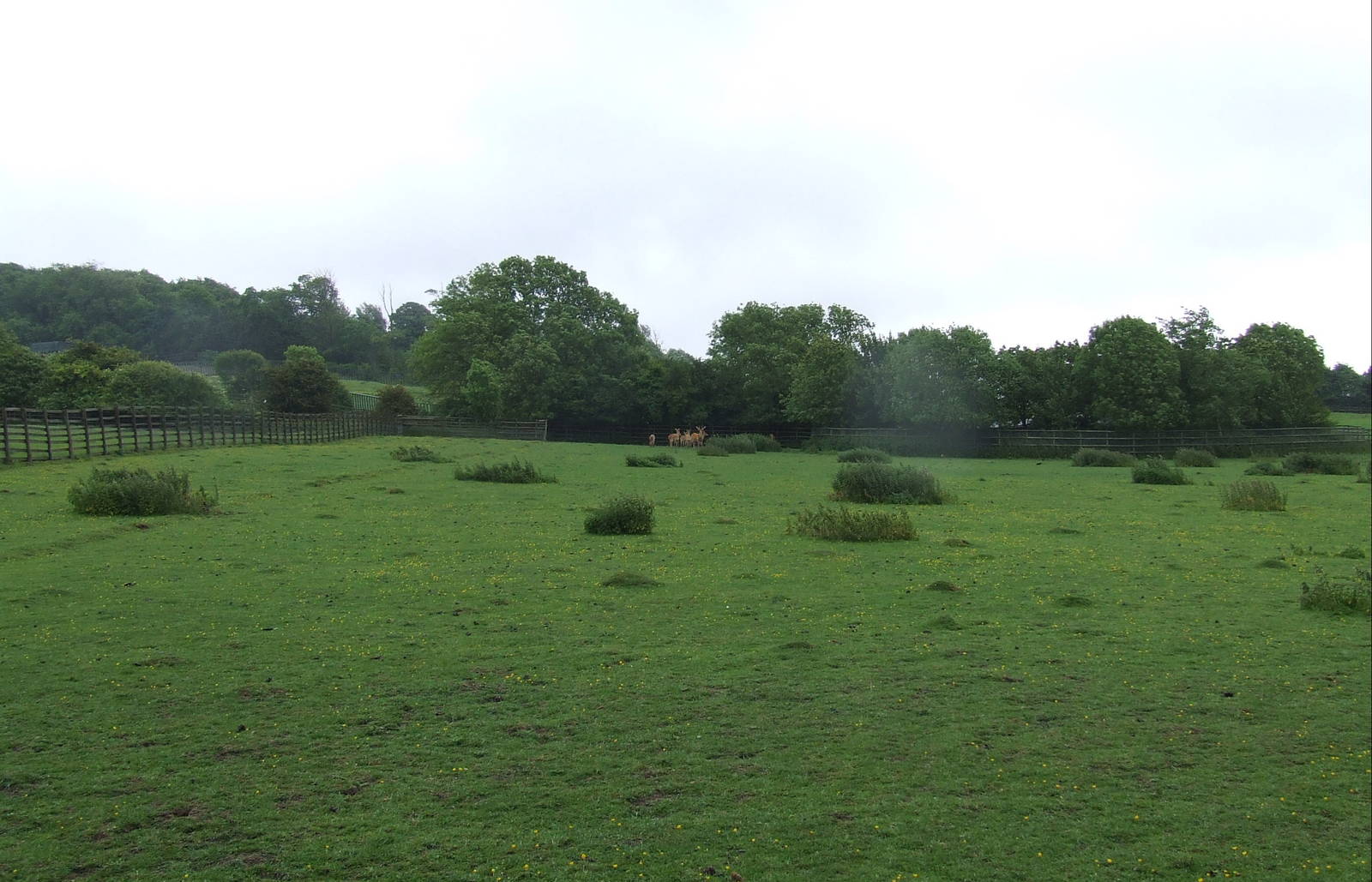 Barasingha & Blackbuck