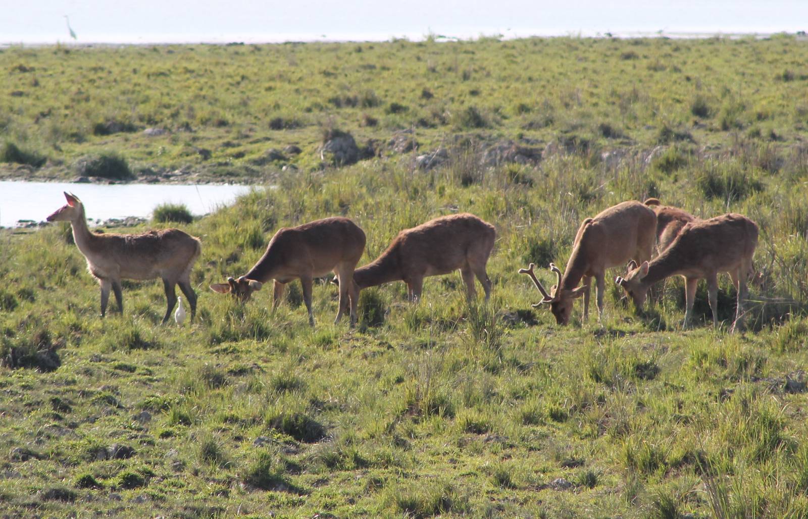 Barasingha (Cervus duvaucelii)