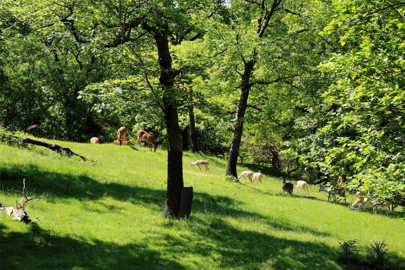 Barasingha, Chital and Blackbuck Enclosure
