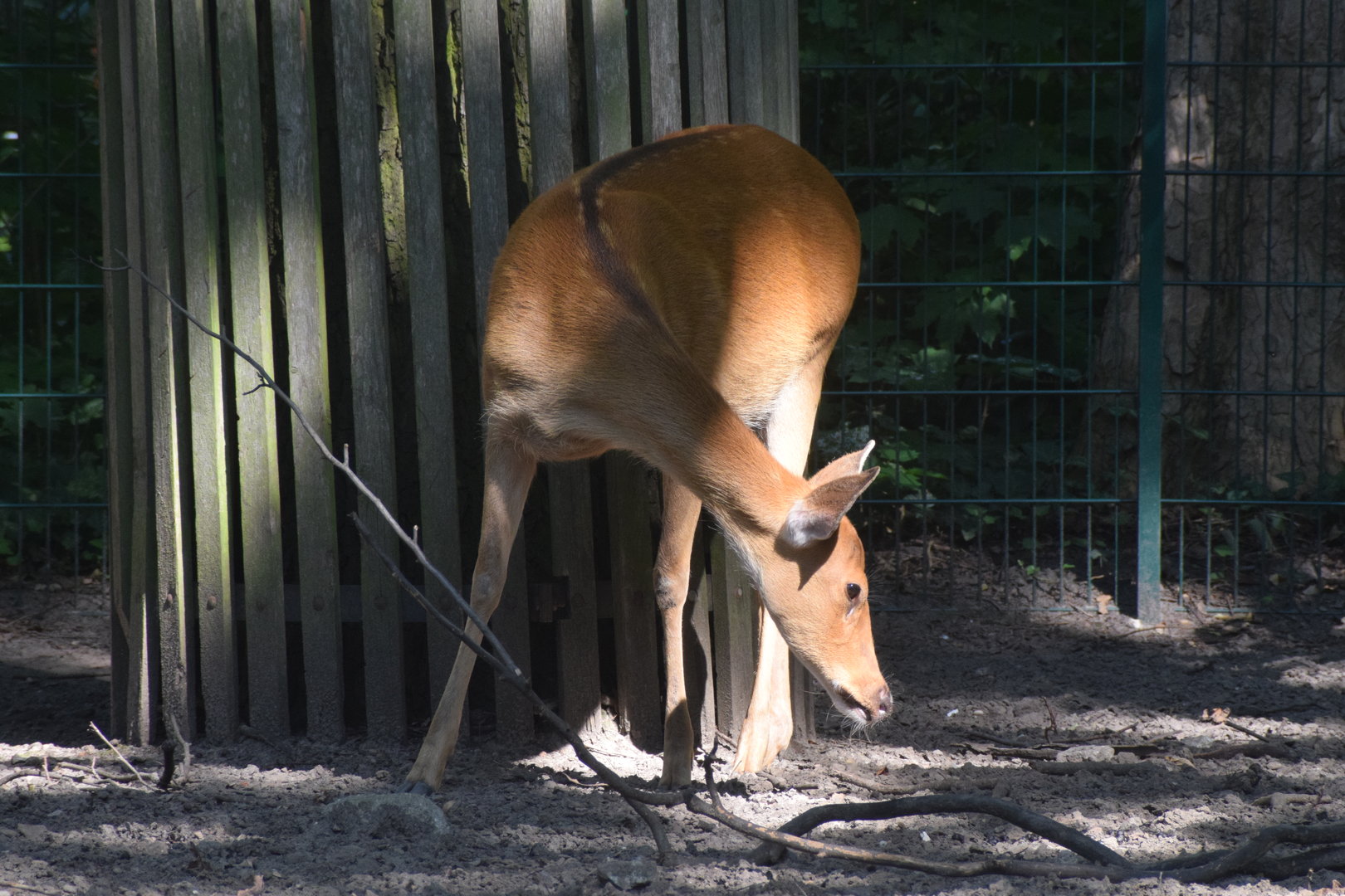 Barasingha deer - August 2023