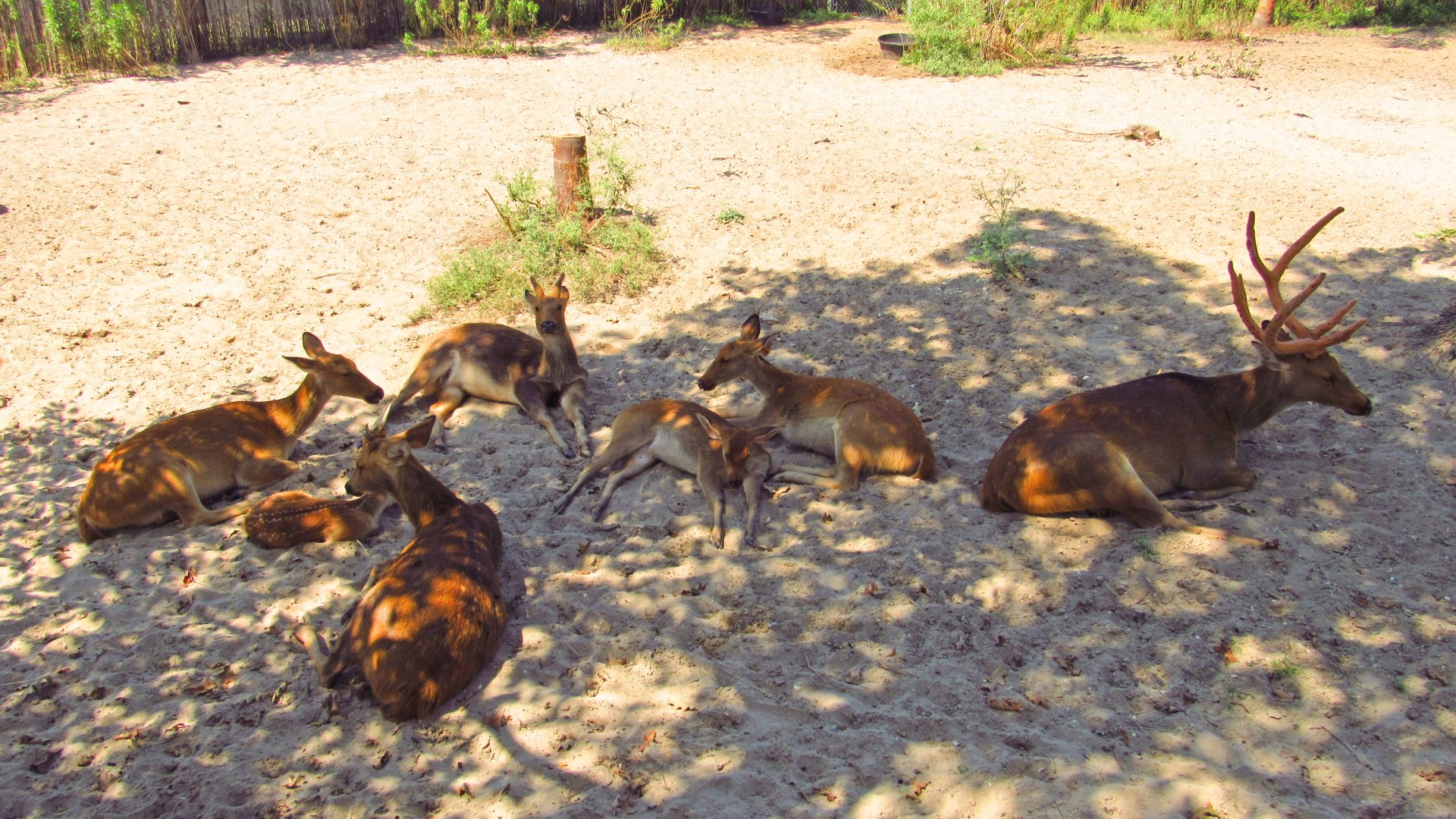 Barasingha Deer Herd