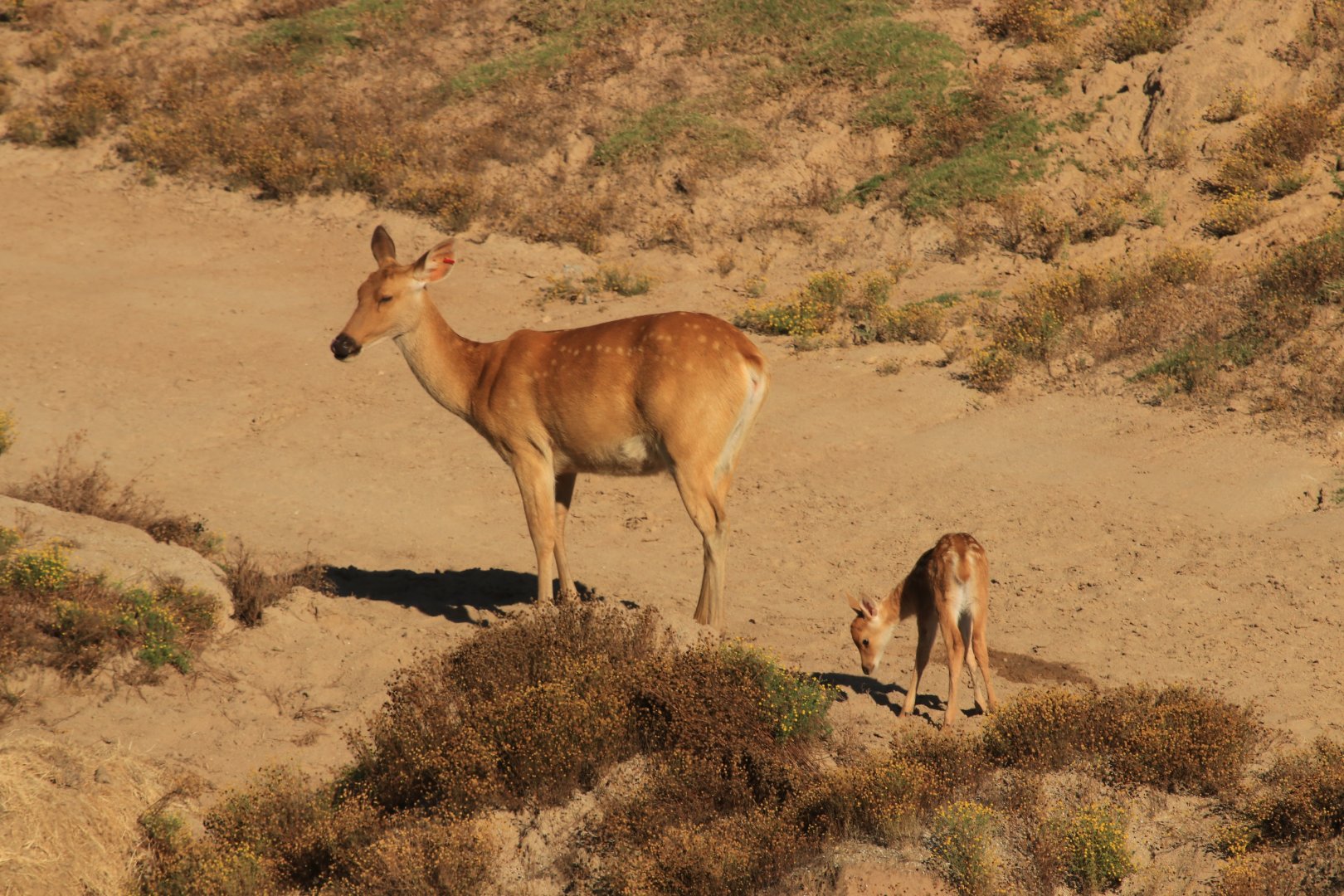 Barasingha deer (June 2019)