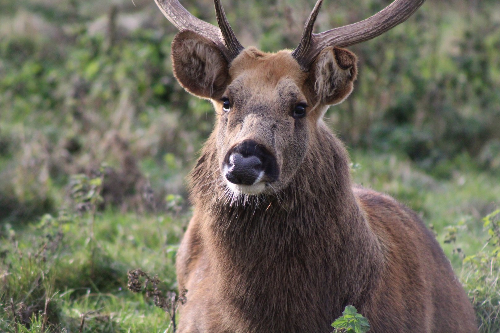 Barasingha Deer