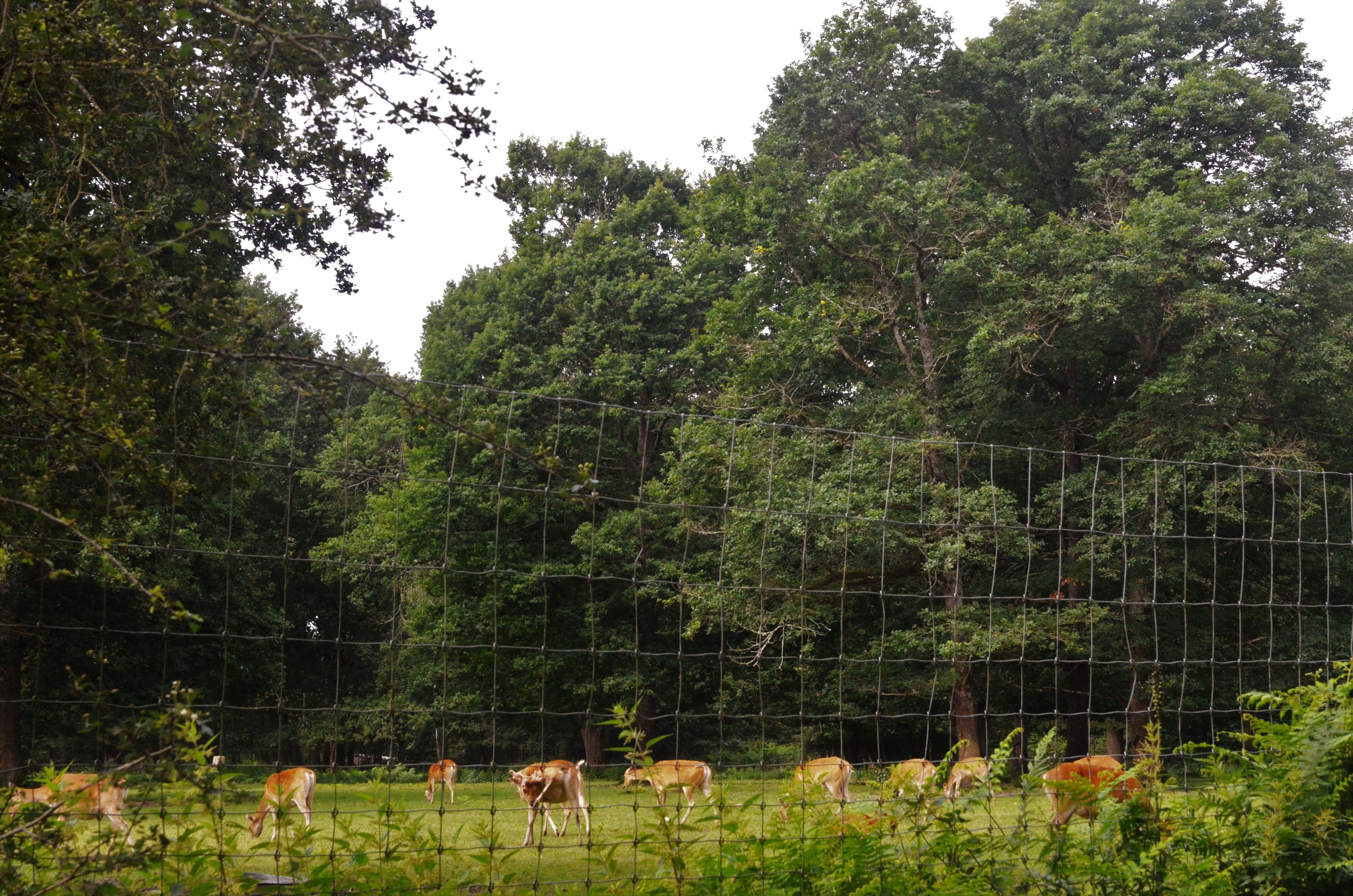Barasingha Enclosure at Haute-Touche, 14/06/18
