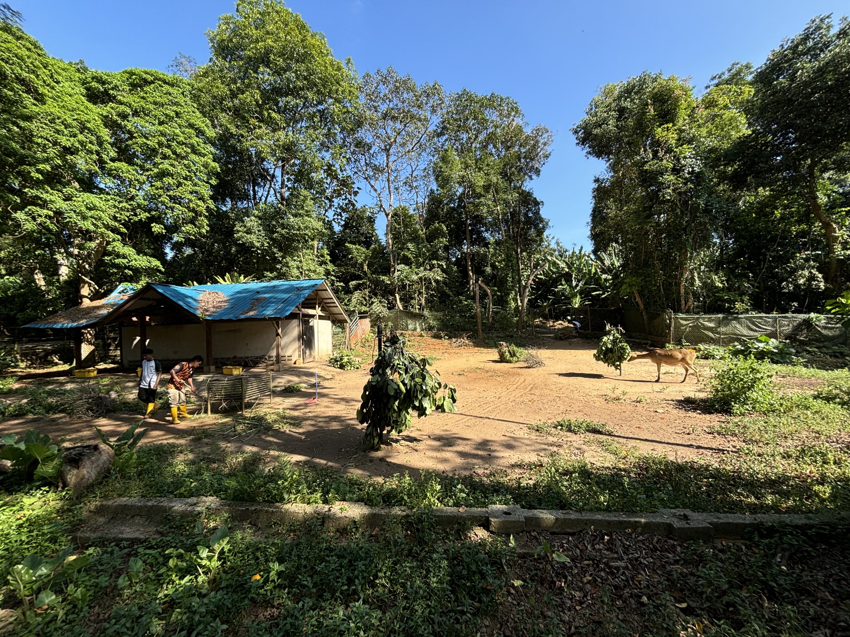 Barasingha Exhibit (with keepers)