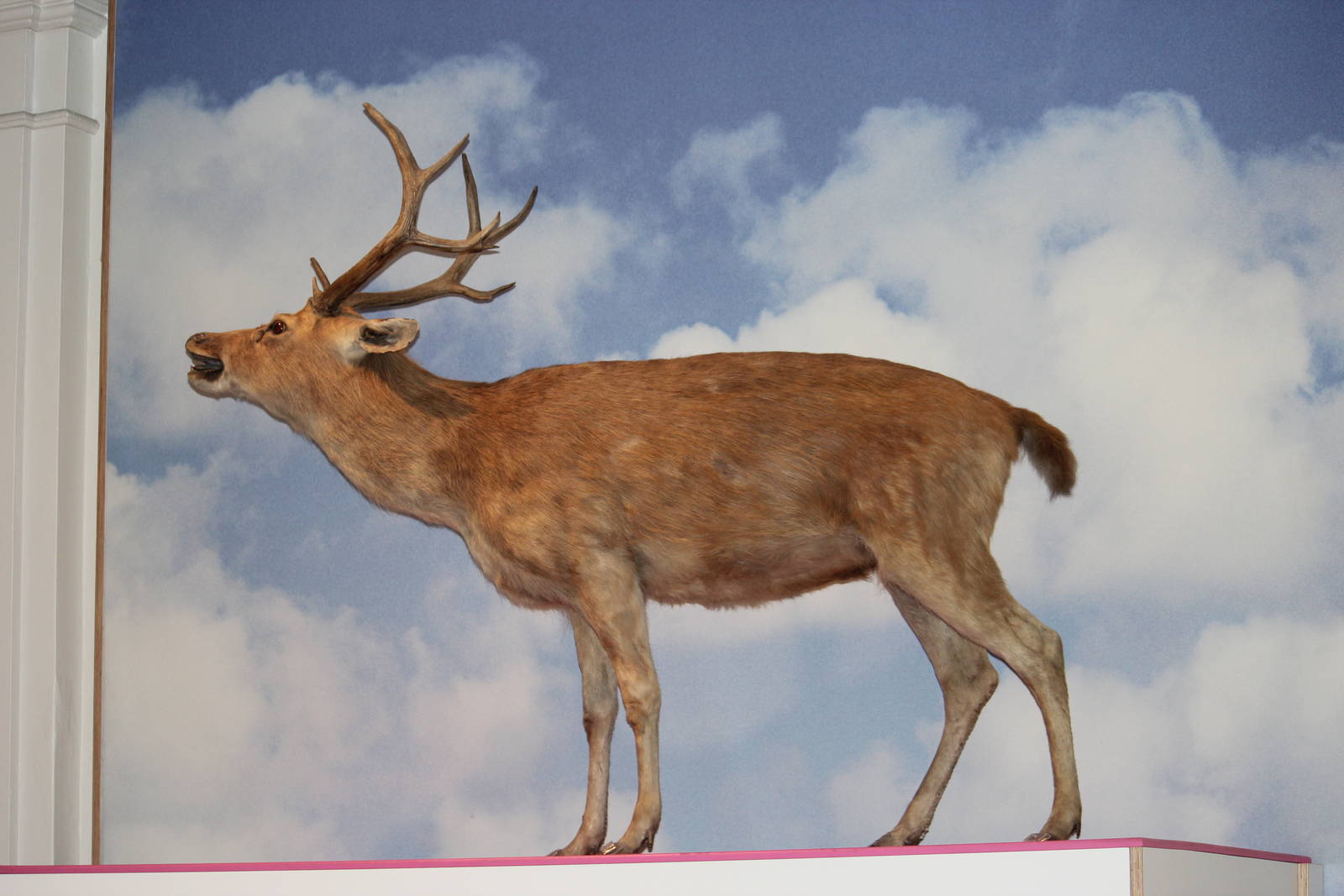 Barasingha from Belle Vue