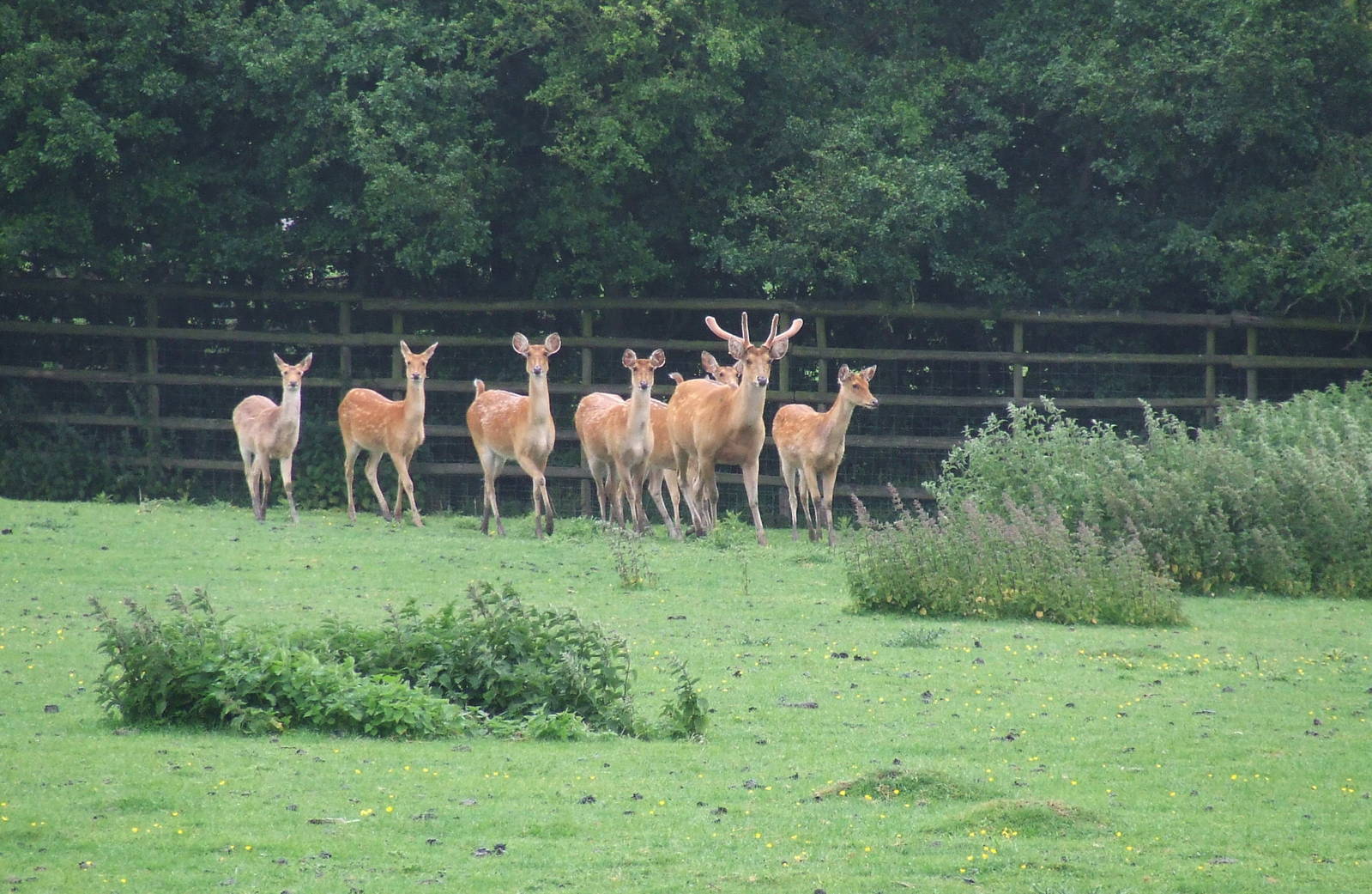 Barasingha herd