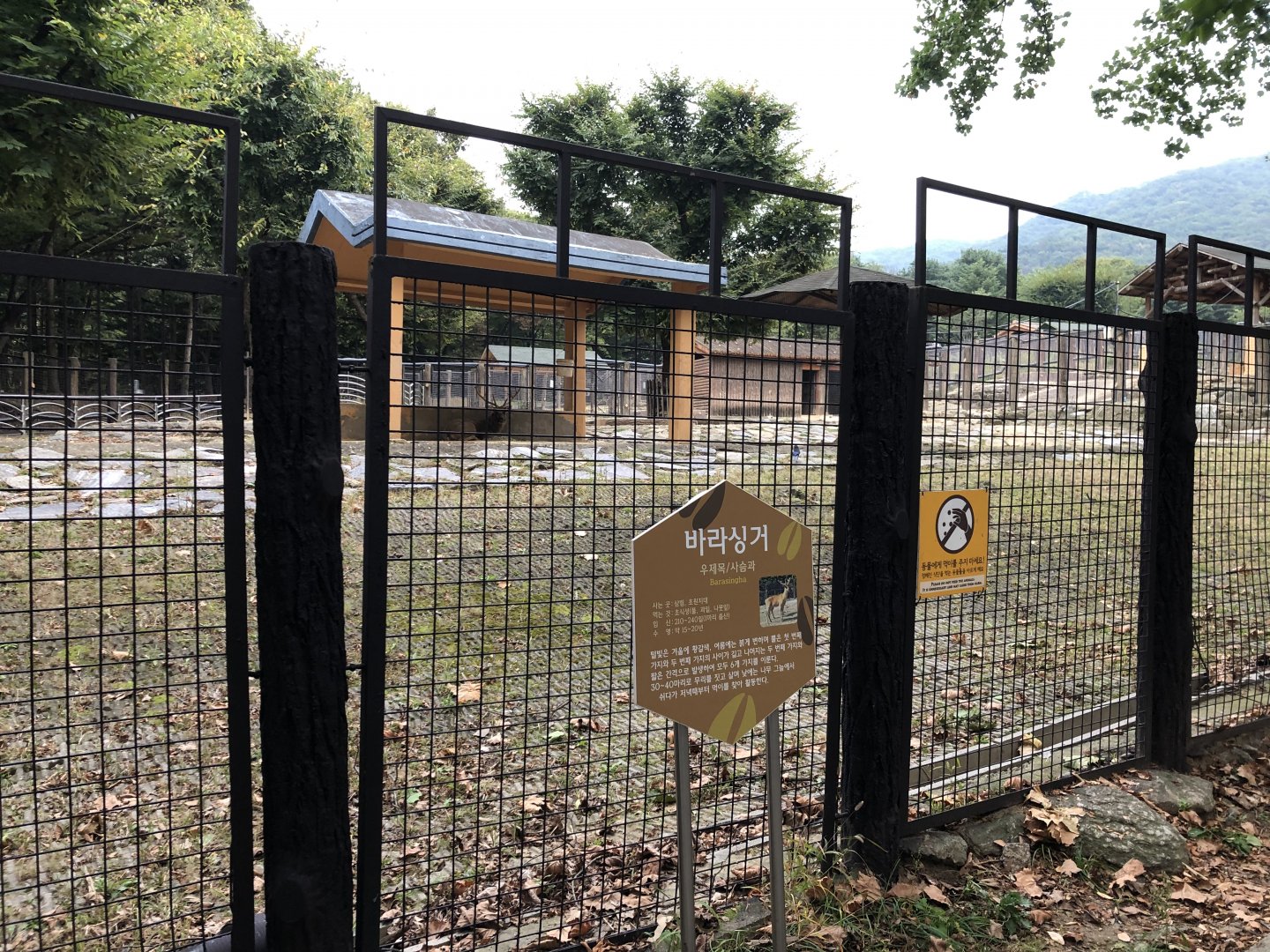 Barasingha (Male) Exhibit