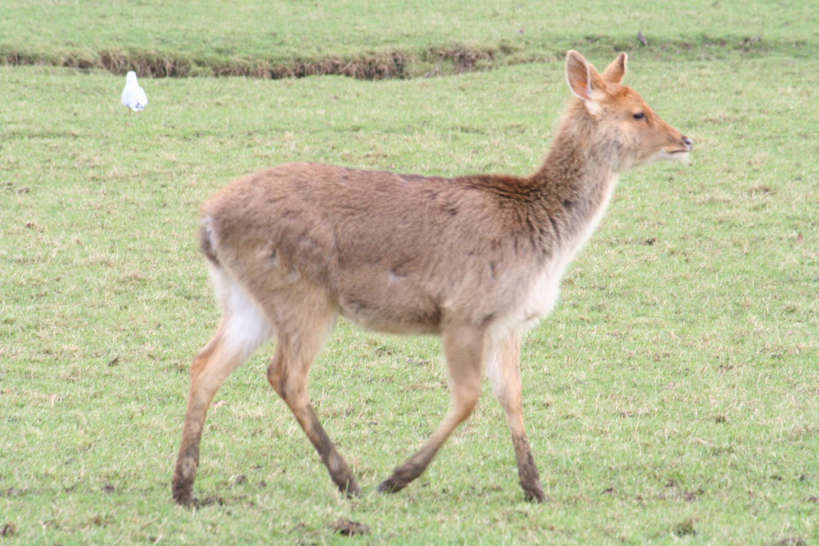 Barasingha or Japanese sika?