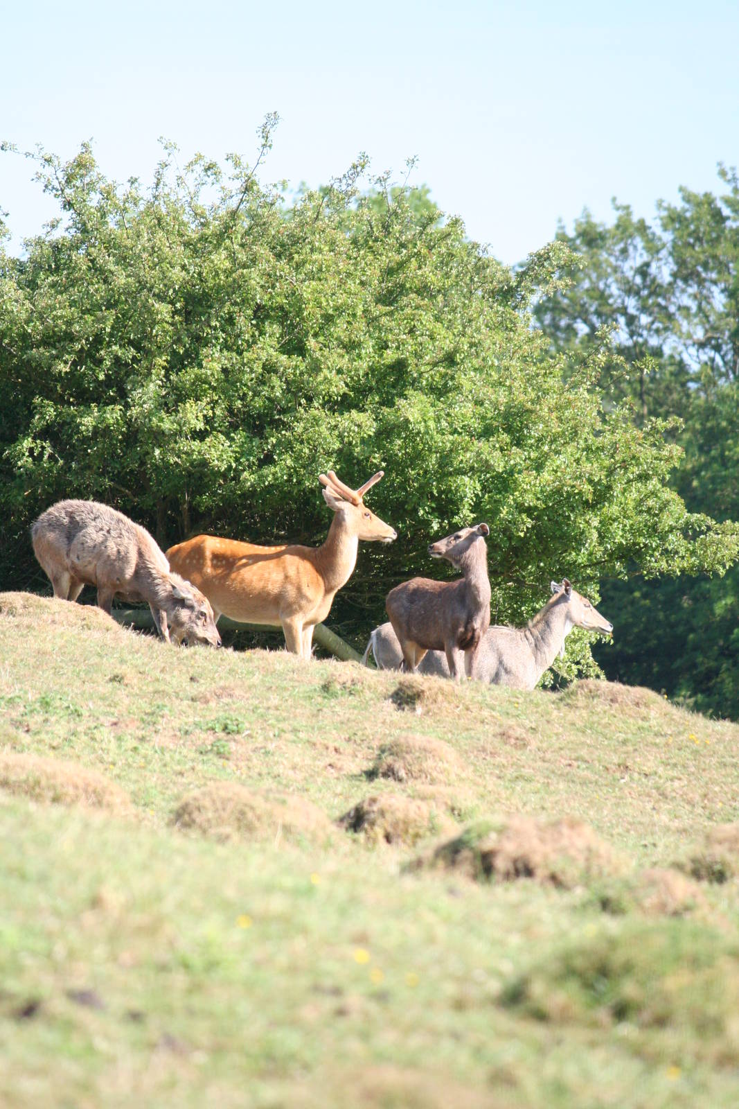 Barasingha or Sambar
