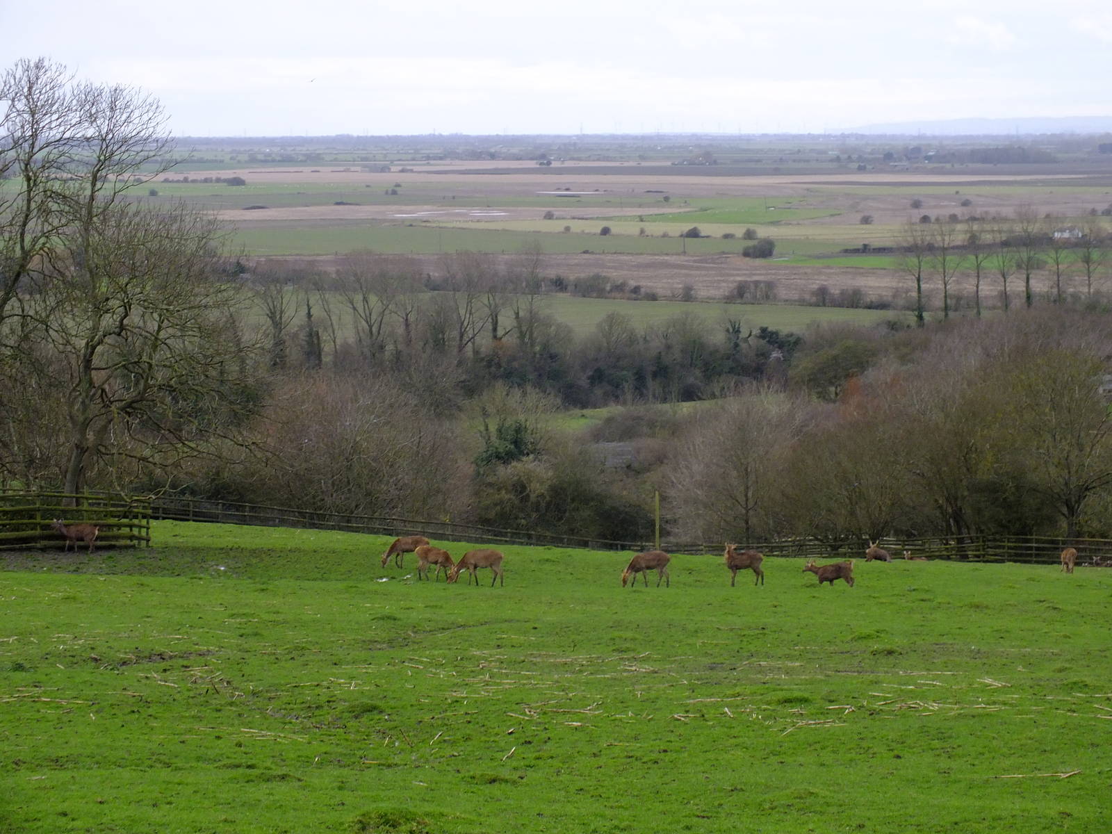 Barasingha paddock and views