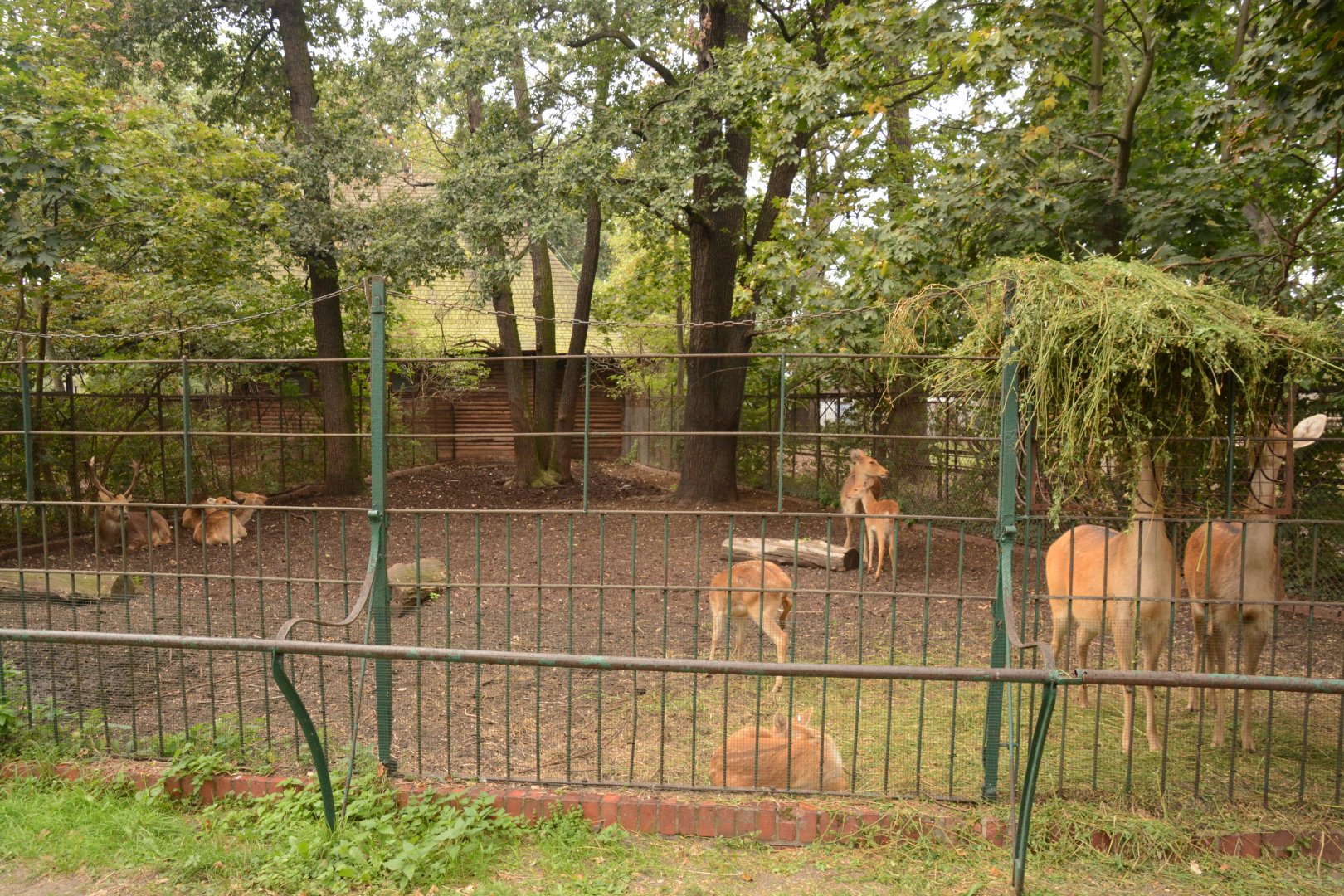 Barasingha paddock