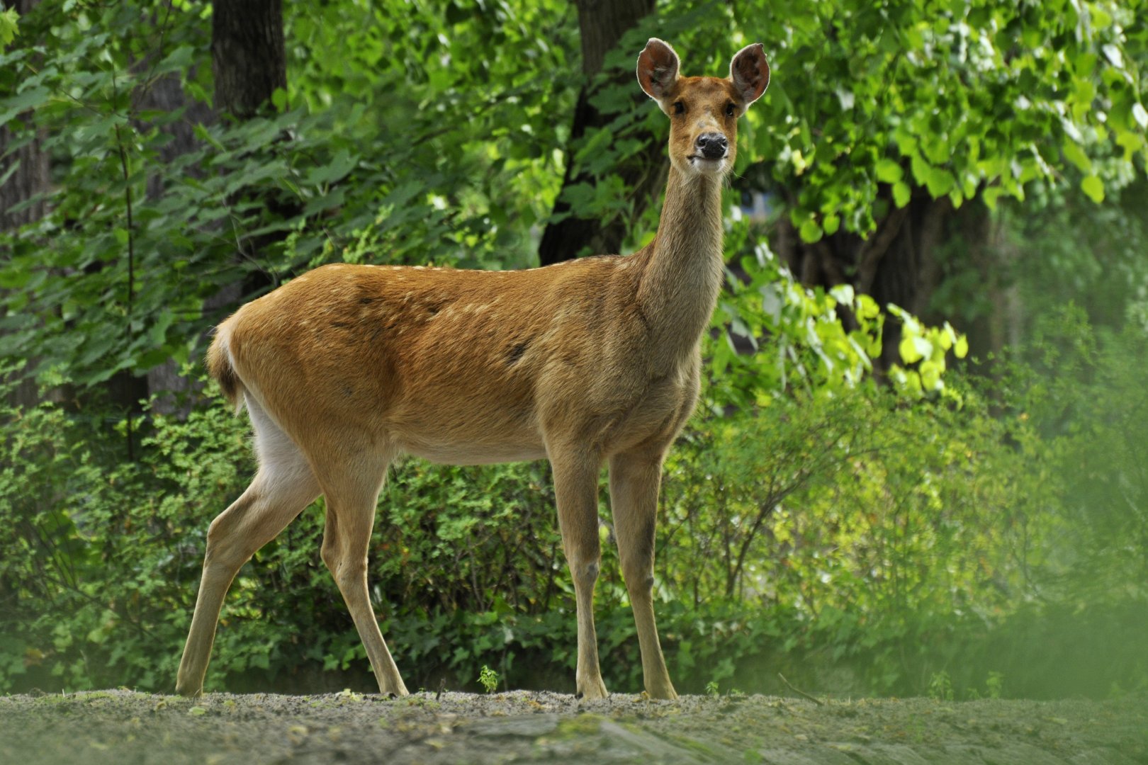 Barasingha (Rucervus duvauceli)