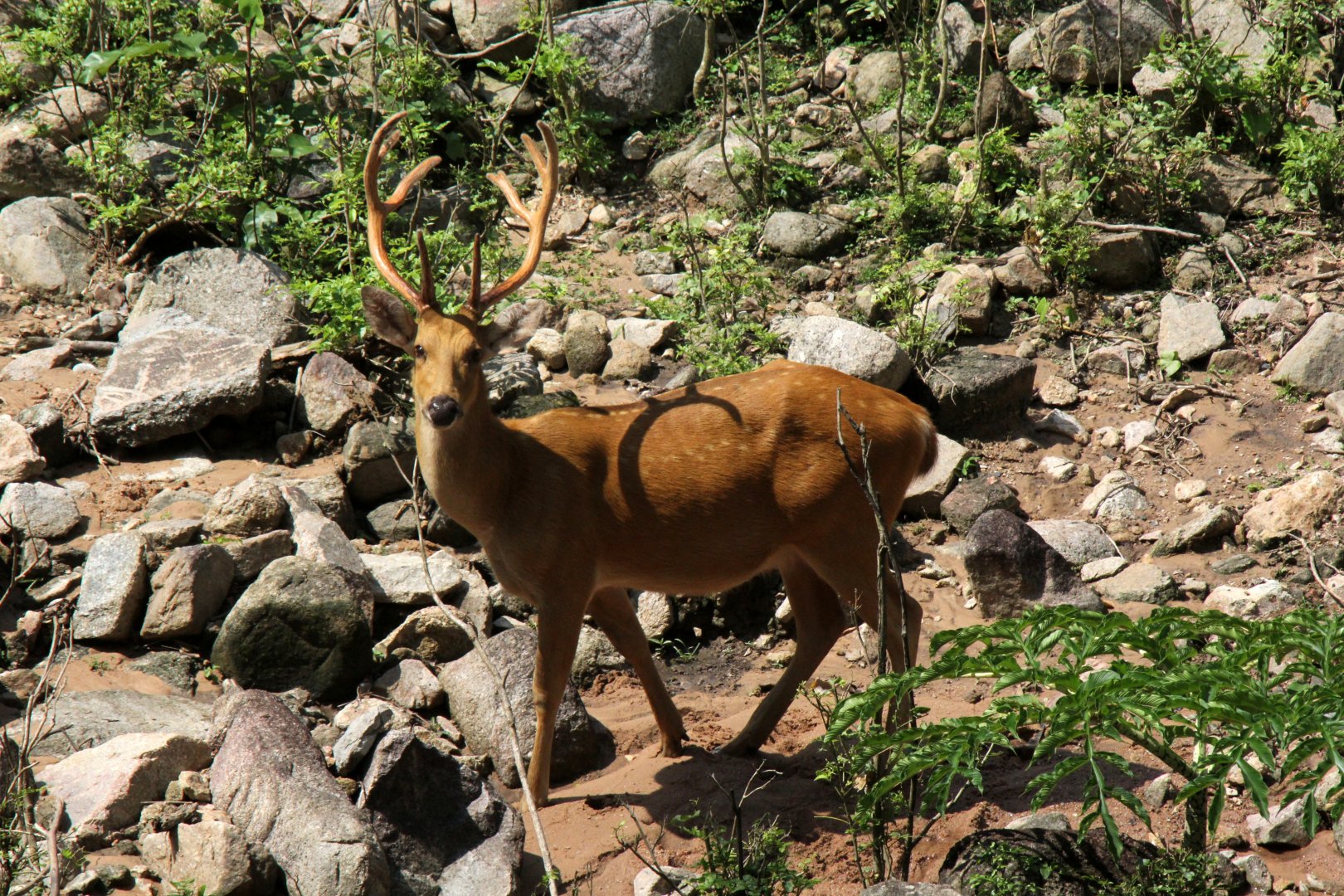 barasingha (Rucervus duvaucelii)