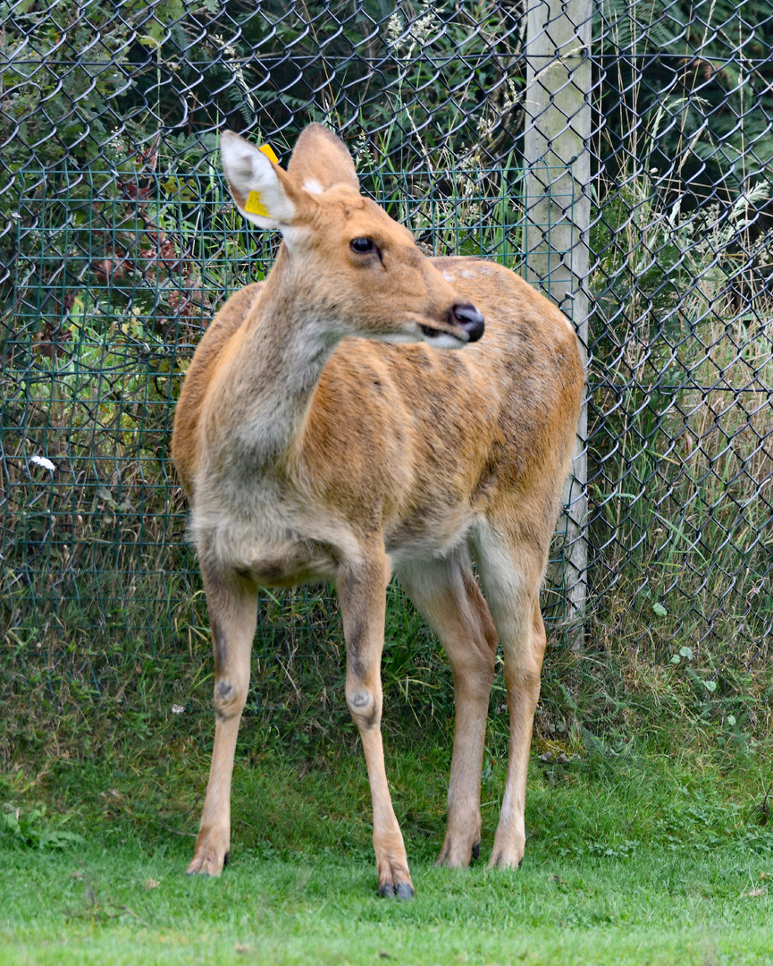Barasingha (Rucervus duvaucelii)